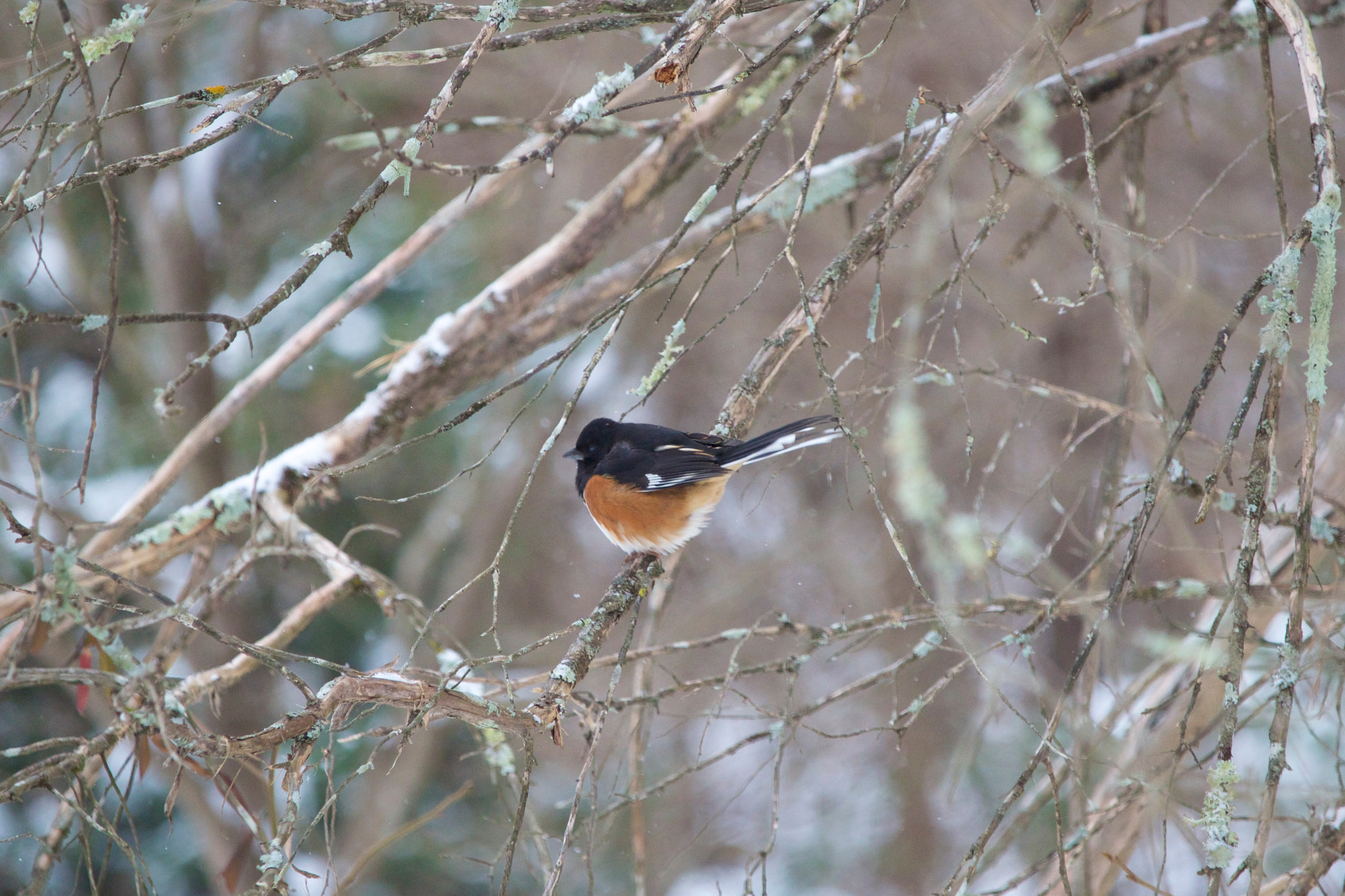 Canon EF-S 55-250mm F4-5.6 IS STM sample photo. Snow perch photography