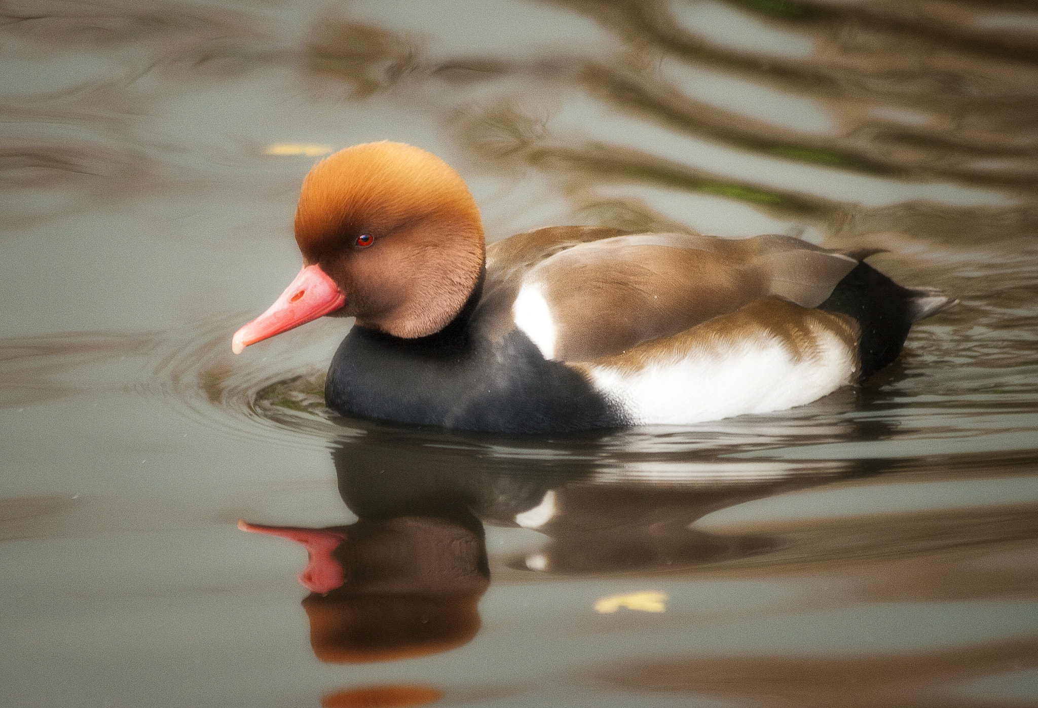 Canon EF 70-300mm F4-5.6 IS USM sample photo. Red crested pochard photography