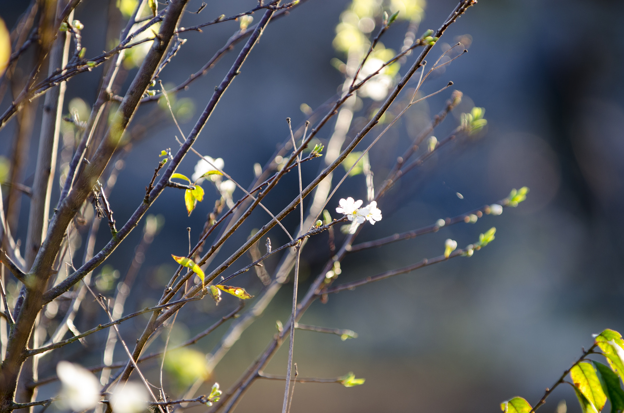 AF-S Zoom-Nikkor 80-200mm f/2.8D IF-ED sample photo. Dsc photography