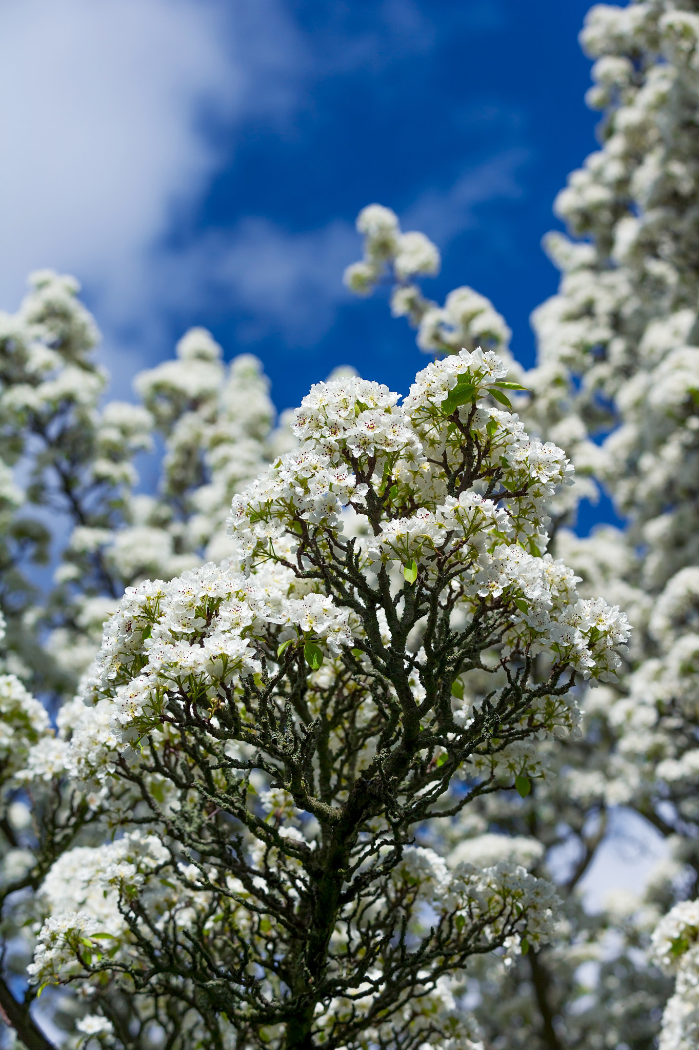 Nikon D3S + Nikon AF-S Nikkor 70-200mm F2.8G ED VR sample photo. Vertical colour image of pear tree in bloom photography