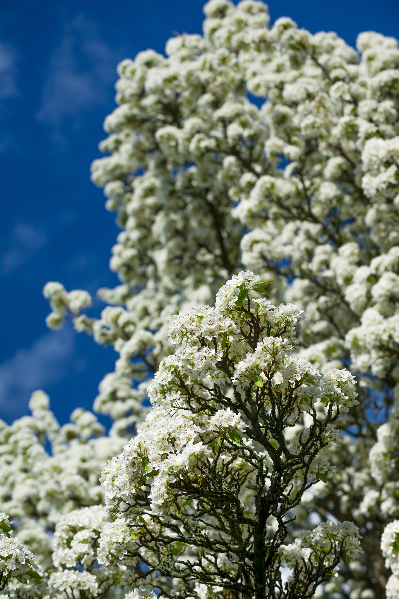 Nikon D3S + Nikon AF-S Nikkor 70-200mm F2.8G ED VR sample photo. Vertical colour image of pear tree in bloom photography