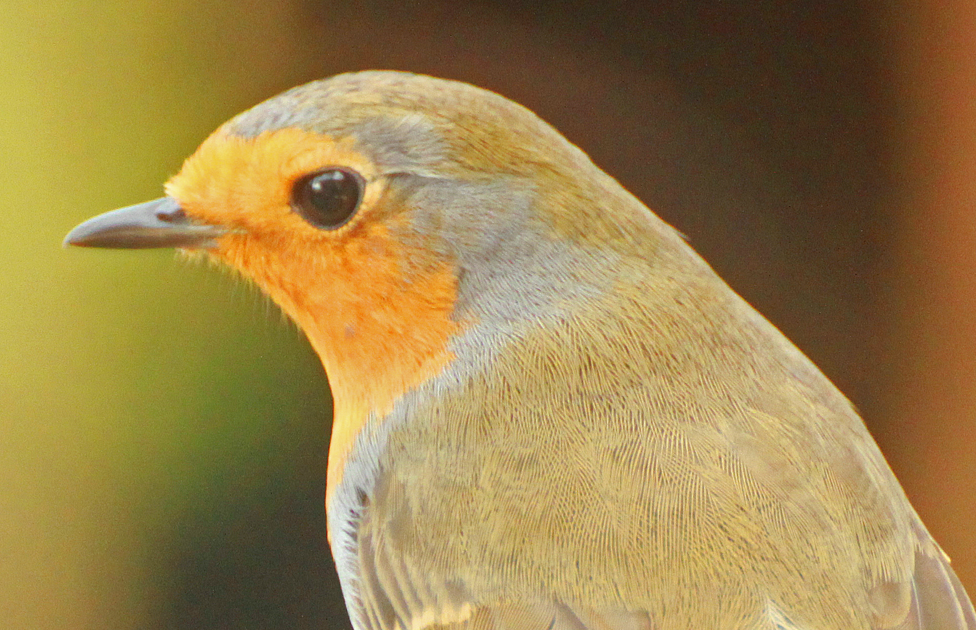 Tamron SP 35mm F1.8 Di VC USD sample photo. Robin head shot photography
