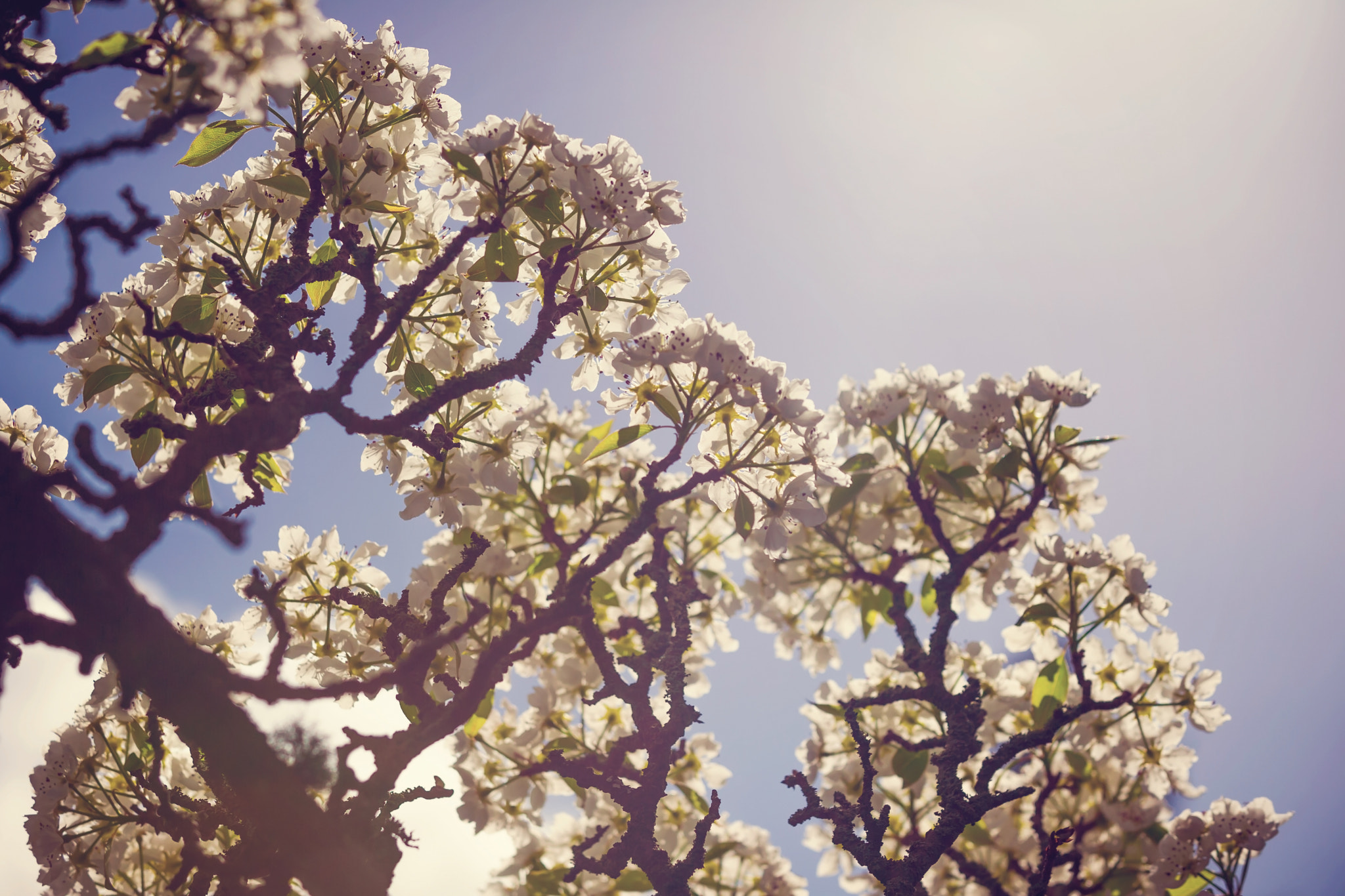 Nikon D3S sample photo. Horizontal colour image of pear tree in bloom photography
