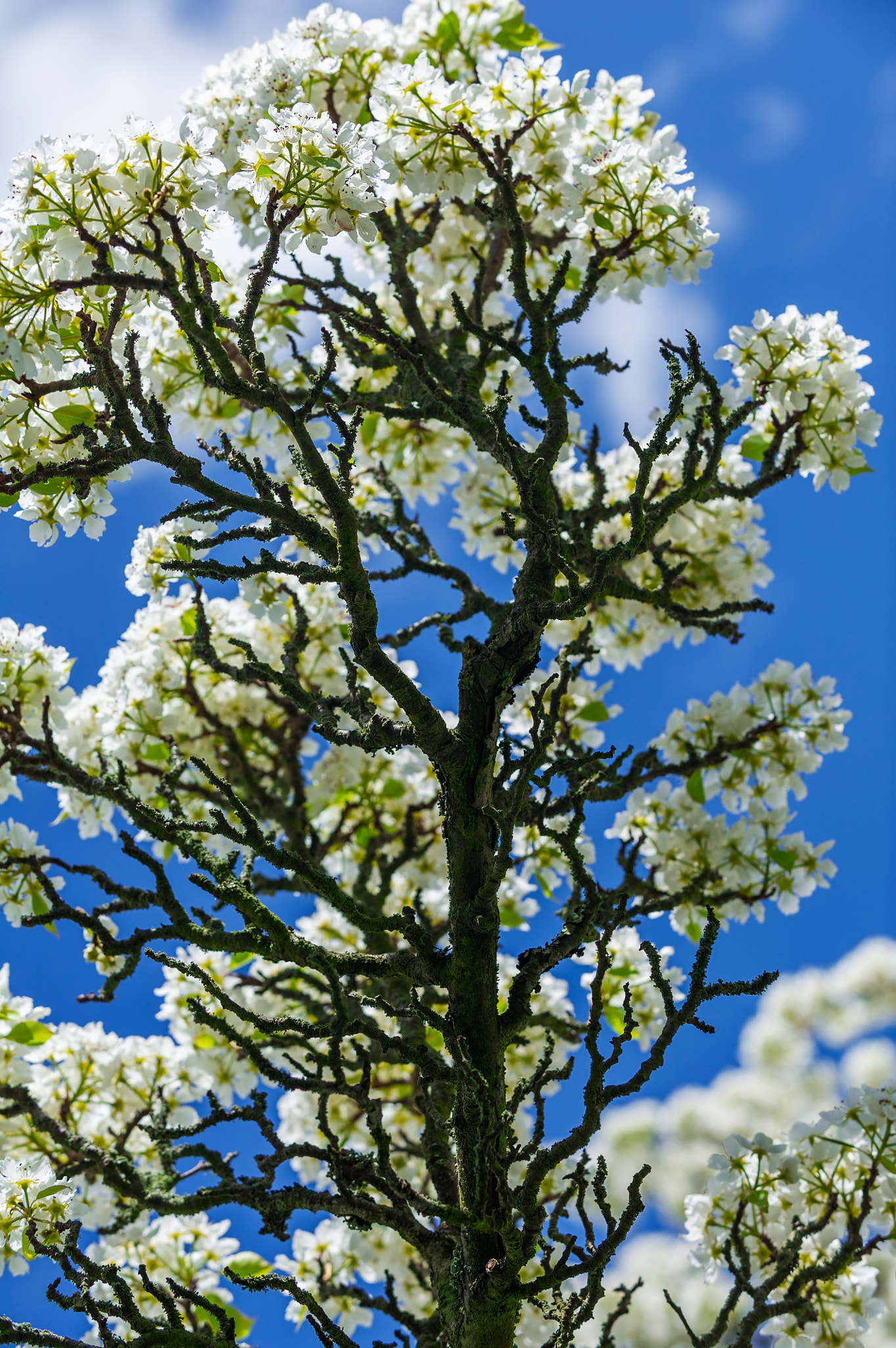 Nikon D3S + Nikon AF-S Nikkor 70-200mm F2.8G ED VR sample photo. Vertical colour image of pear tree in bloom photography