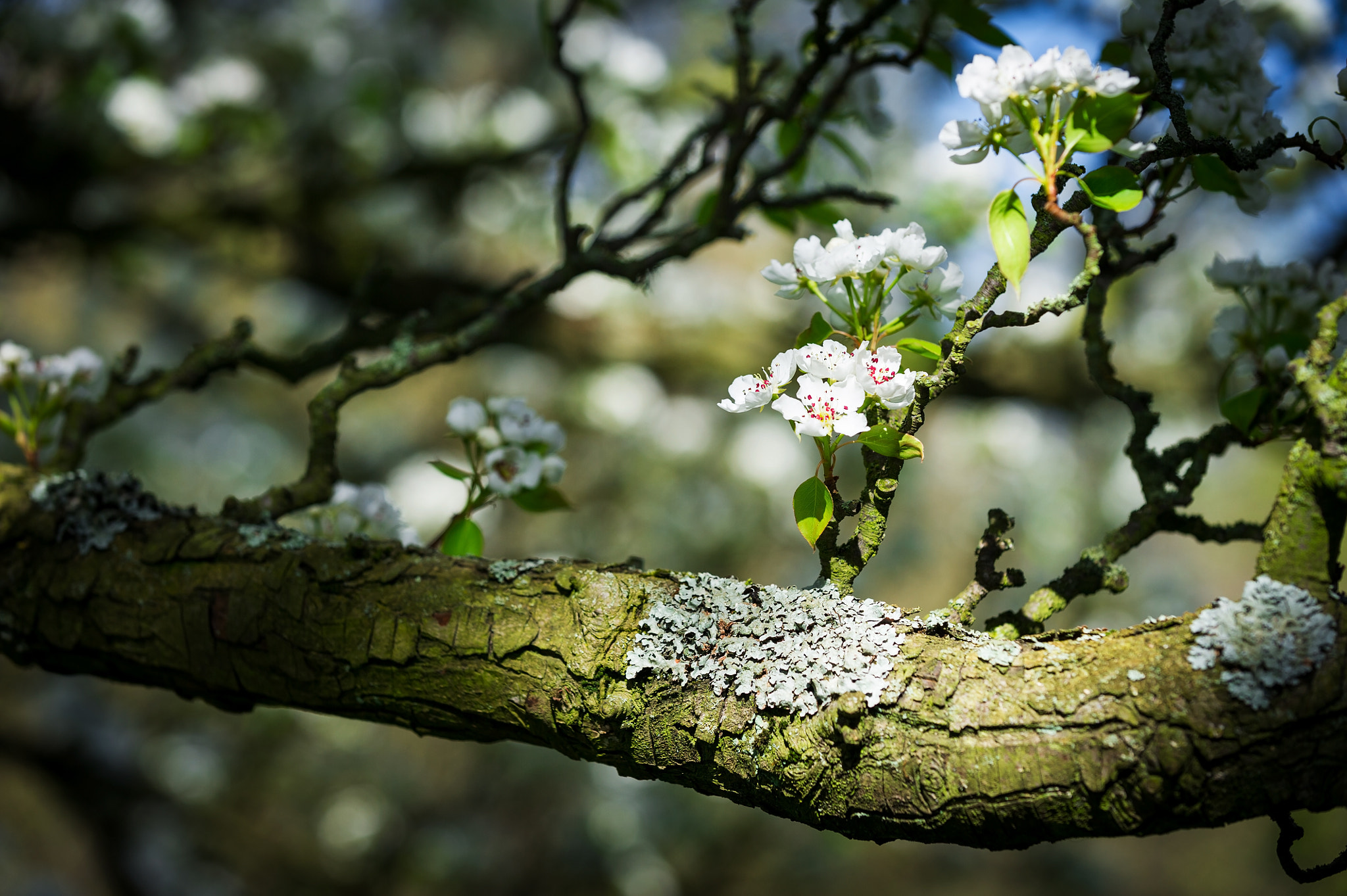 Nikon D3S sample photo. Horizontal colour image of pear tree in bloom photography