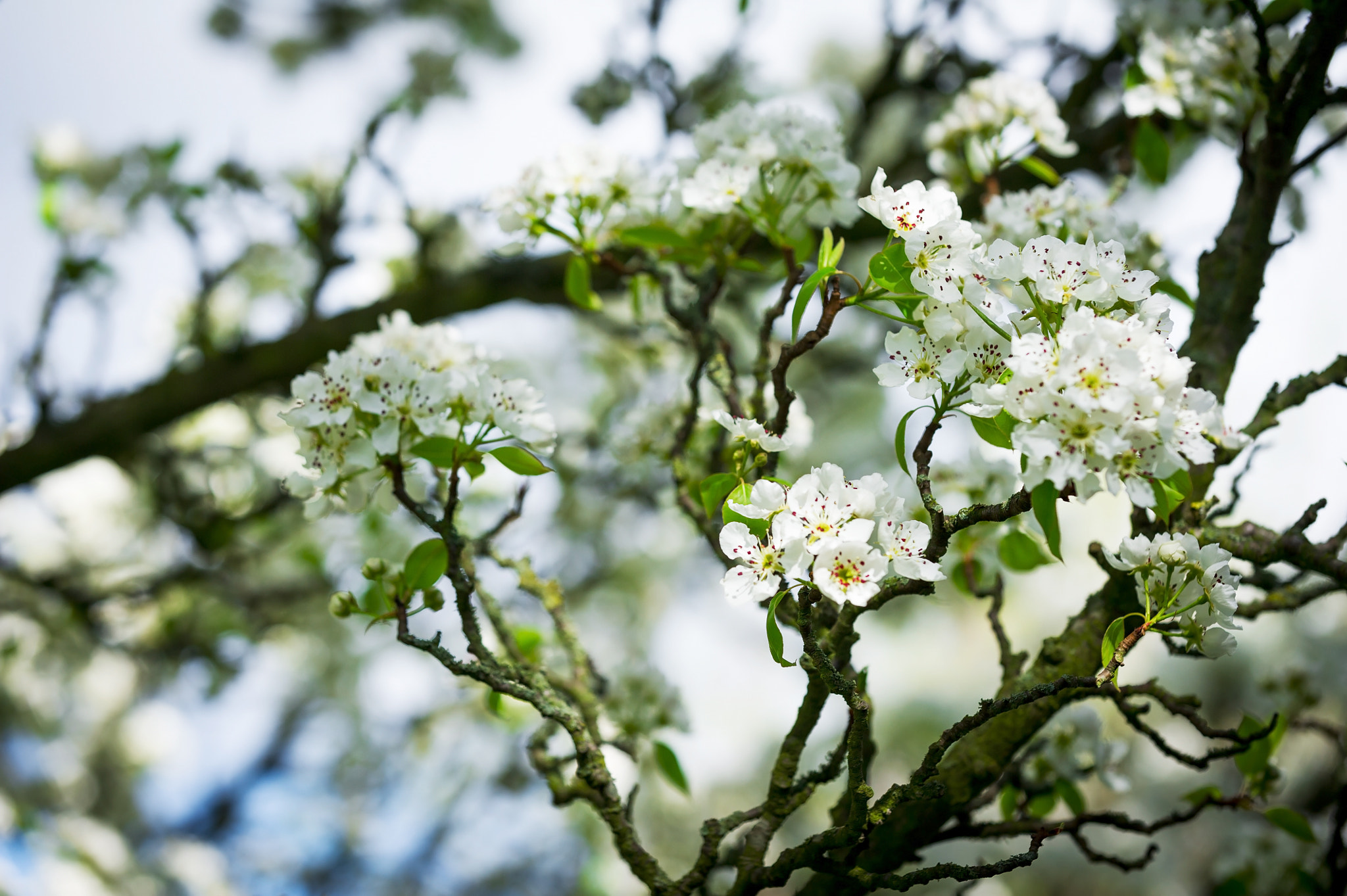 Nikon D3S sample photo. Horizontal colour image of pear tree in bloom photography