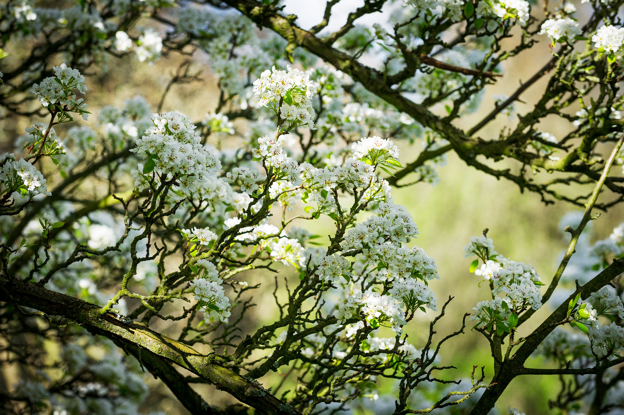 Nikon D3S sample photo. Horizontal colour image of pear tree in bloom photography