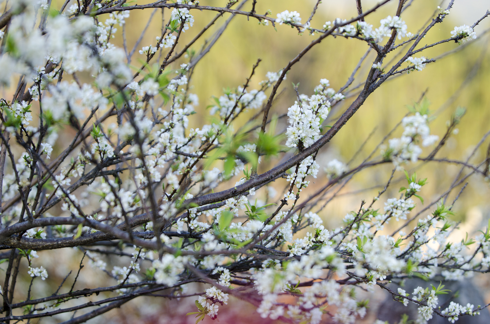 AF-S Zoom-Nikkor 80-200mm f/2.8D IF-ED sample photo. Dsc photography