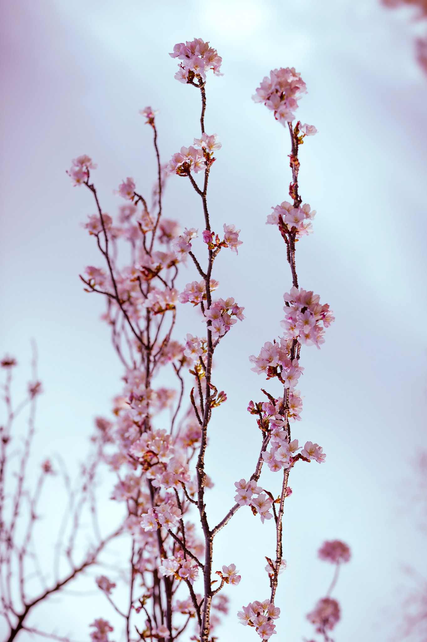 Nikon D3S sample photo. Vertical color image of cherry tree branches in bloom. vintage s photography