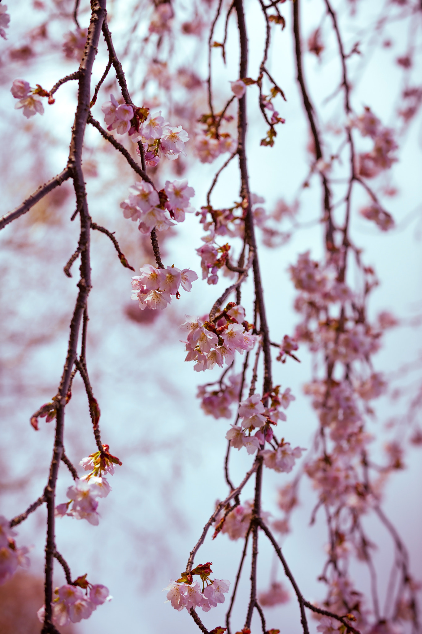 Nikon D3S + Nikon AF-S Nikkor 70-200mm F2.8G ED VR sample photo. Vertical color image of cherry tree branches in bloom. vintage s photography