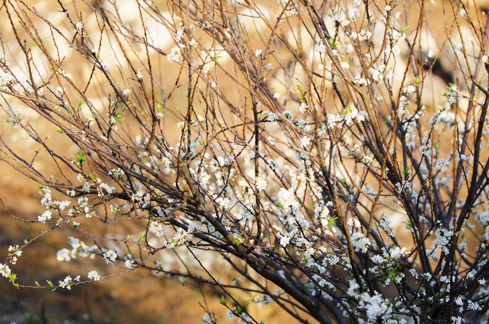 AF-S Zoom-Nikkor 80-200mm f/2.8D IF-ED sample photo. Dsc photography