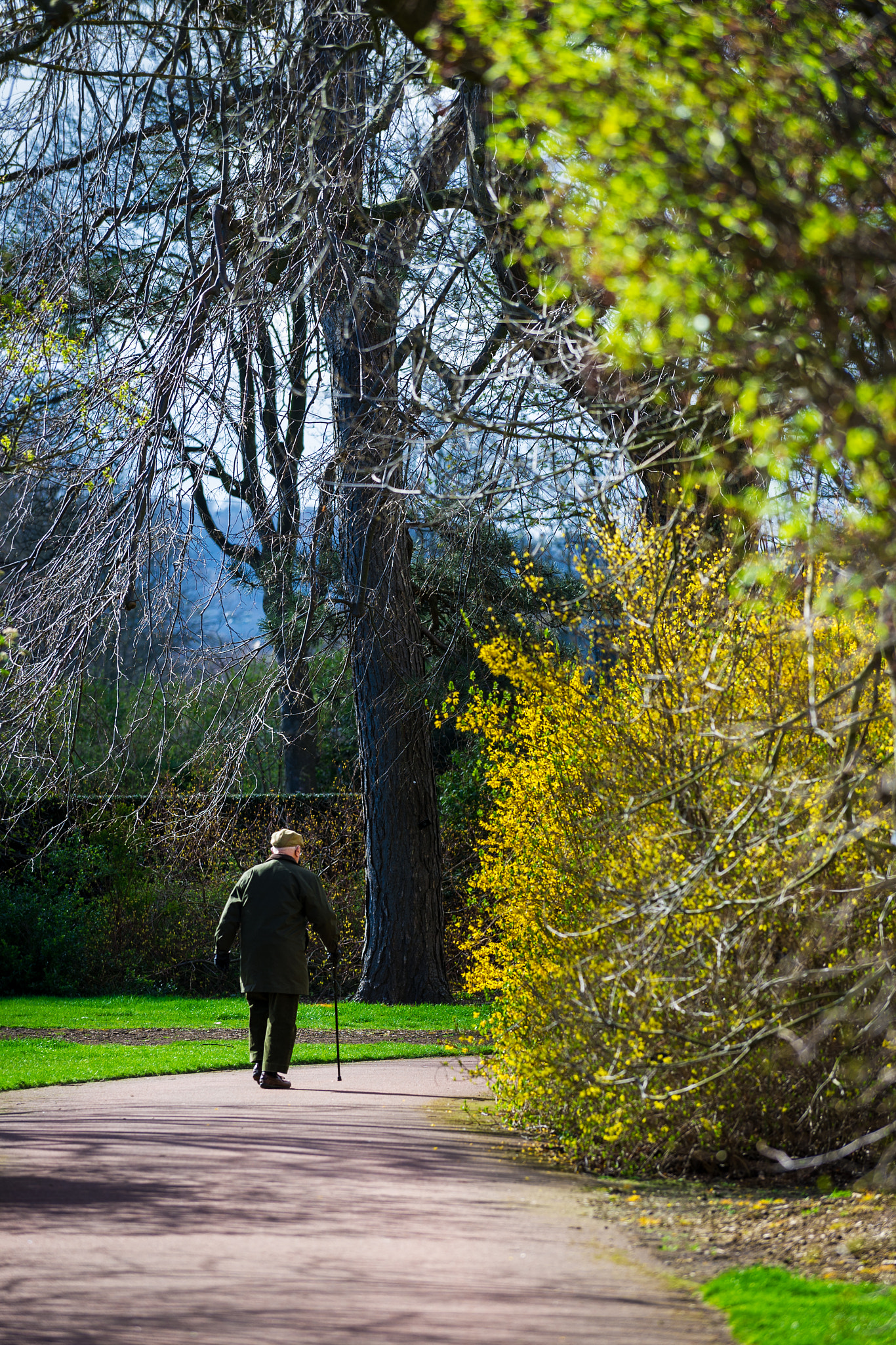 Nikon D3S sample photo. Vertical color image of an elderly man taking a walk on a sunny photography