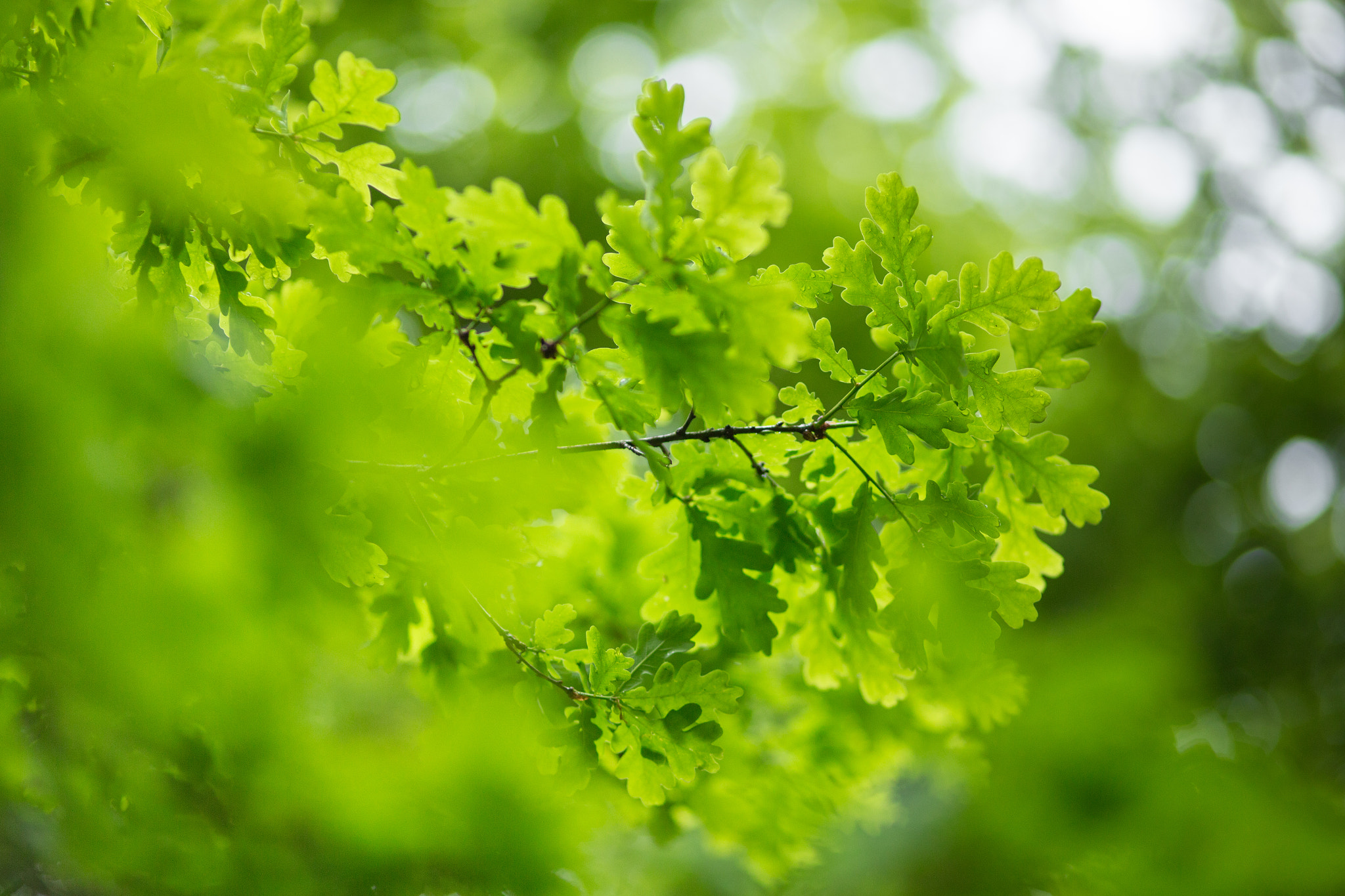 Canon EOS 6D + Canon EF 100mm F2.0 USM sample photo. Translucent leaves photography