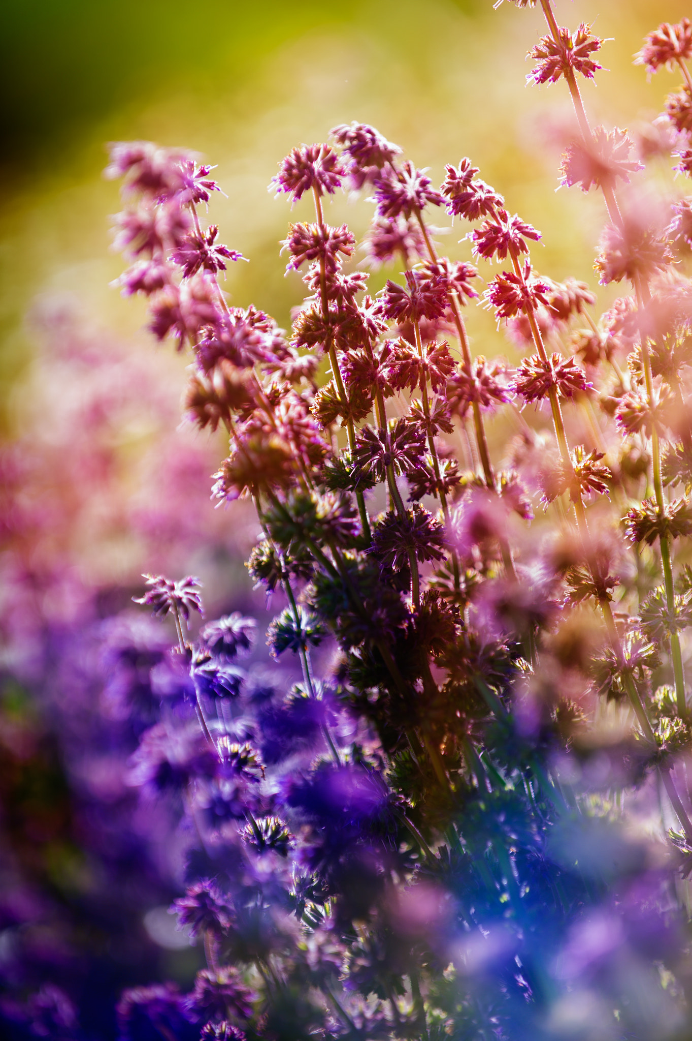 Nikon D3S sample photo. Flower background. beautiful flowers made with color filters photography