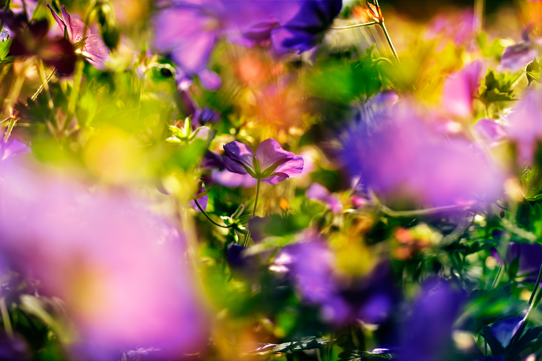 Nikon D4S + Sigma 70mm F2.8 EX DG Macro sample photo. Flower background. beautiful flowers made with color filters photography