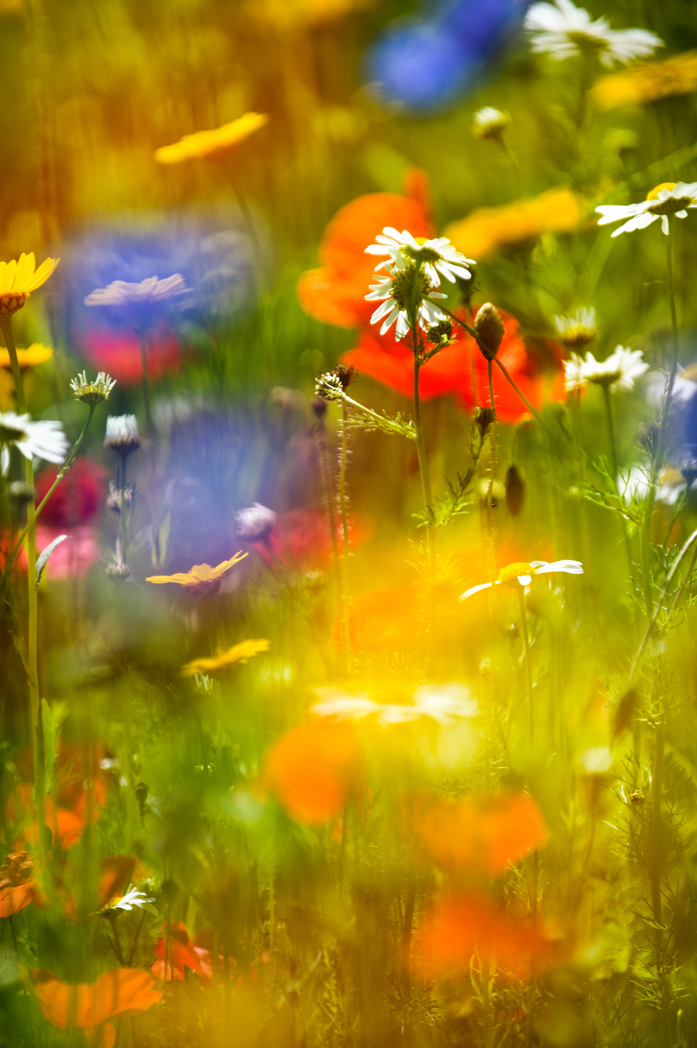 Nikon D4S sample photo. Flower background. beautiful flowers made with color filters photography