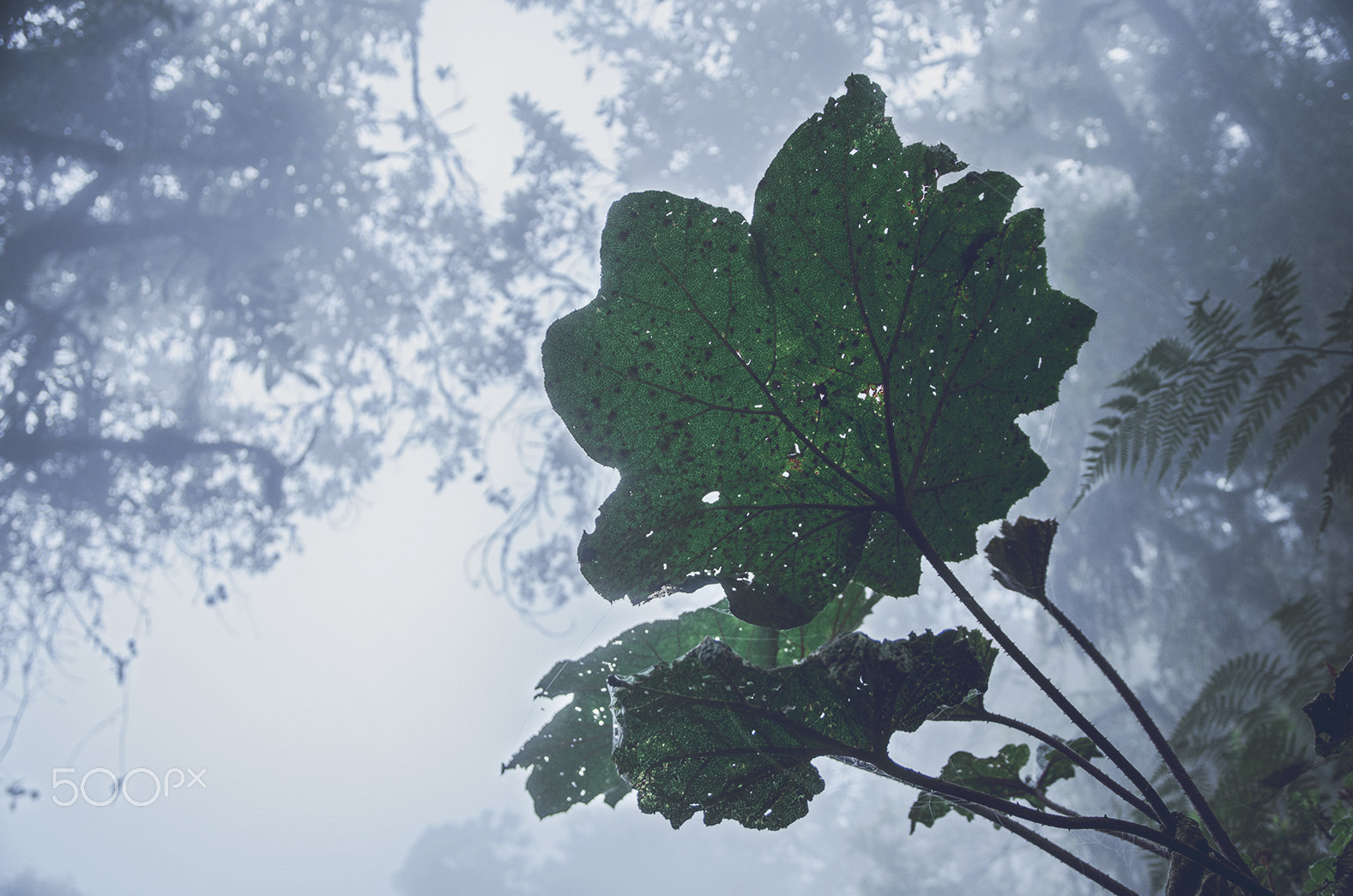 Sigma 17-70mm F2.8-4 DC Macro OS HSM | C sample photo. Nevado del tolima photography