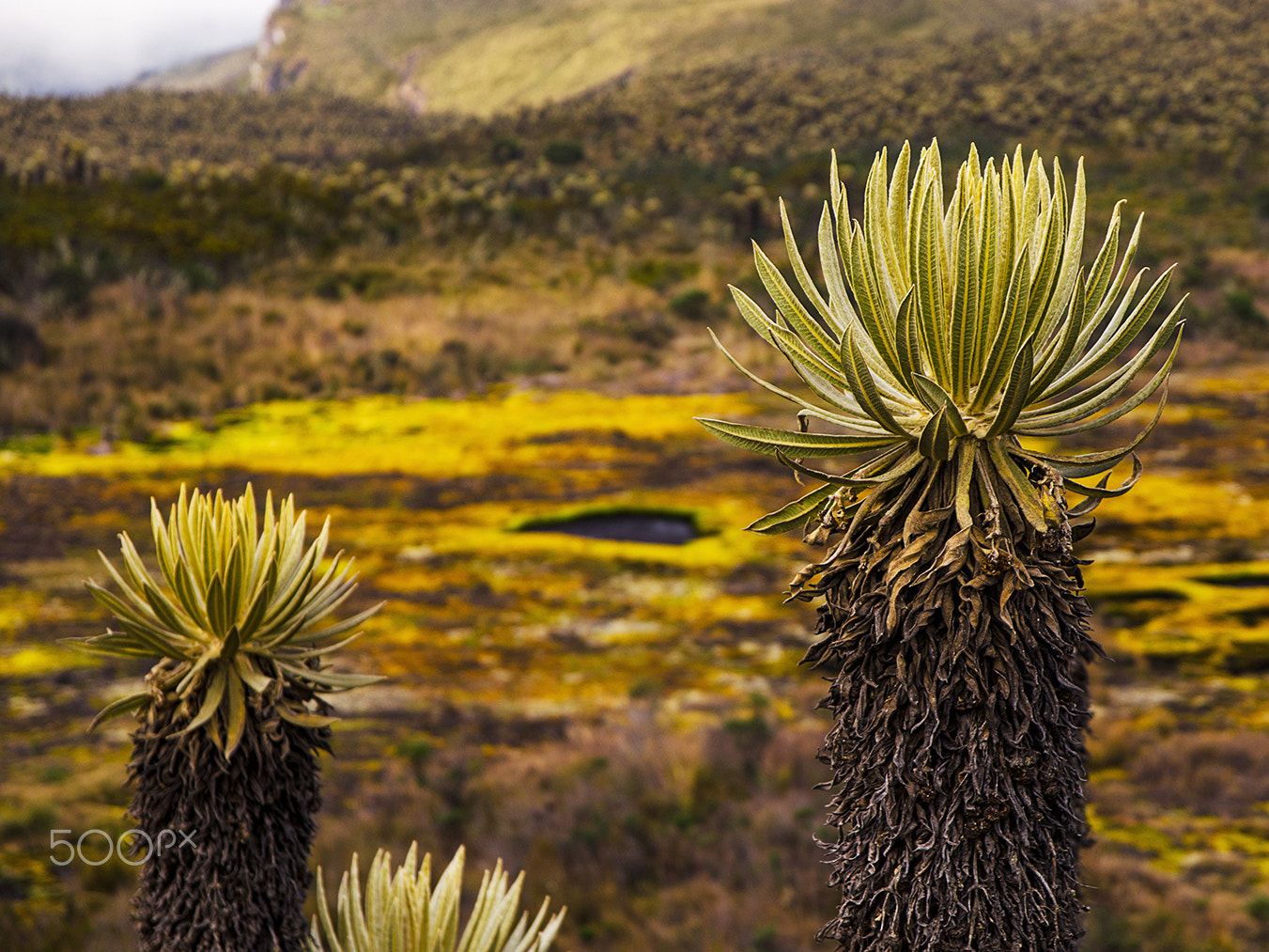 Sigma 17-70mm F2.8-4 DC Macro OS HSM | C sample photo. Nevado del tolima photography
