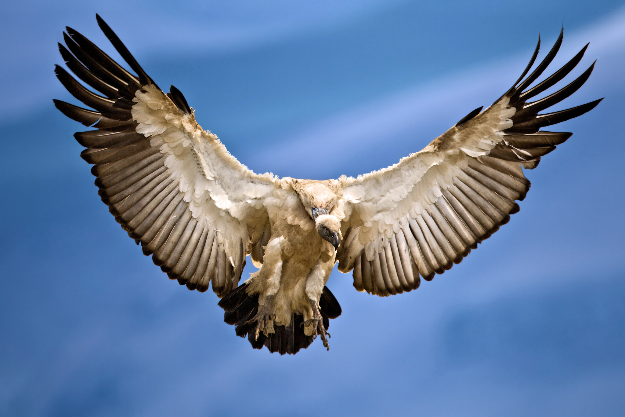 Canon EF 500mm F4L IS USM sample photo. Cape vulture spreaded wings photography