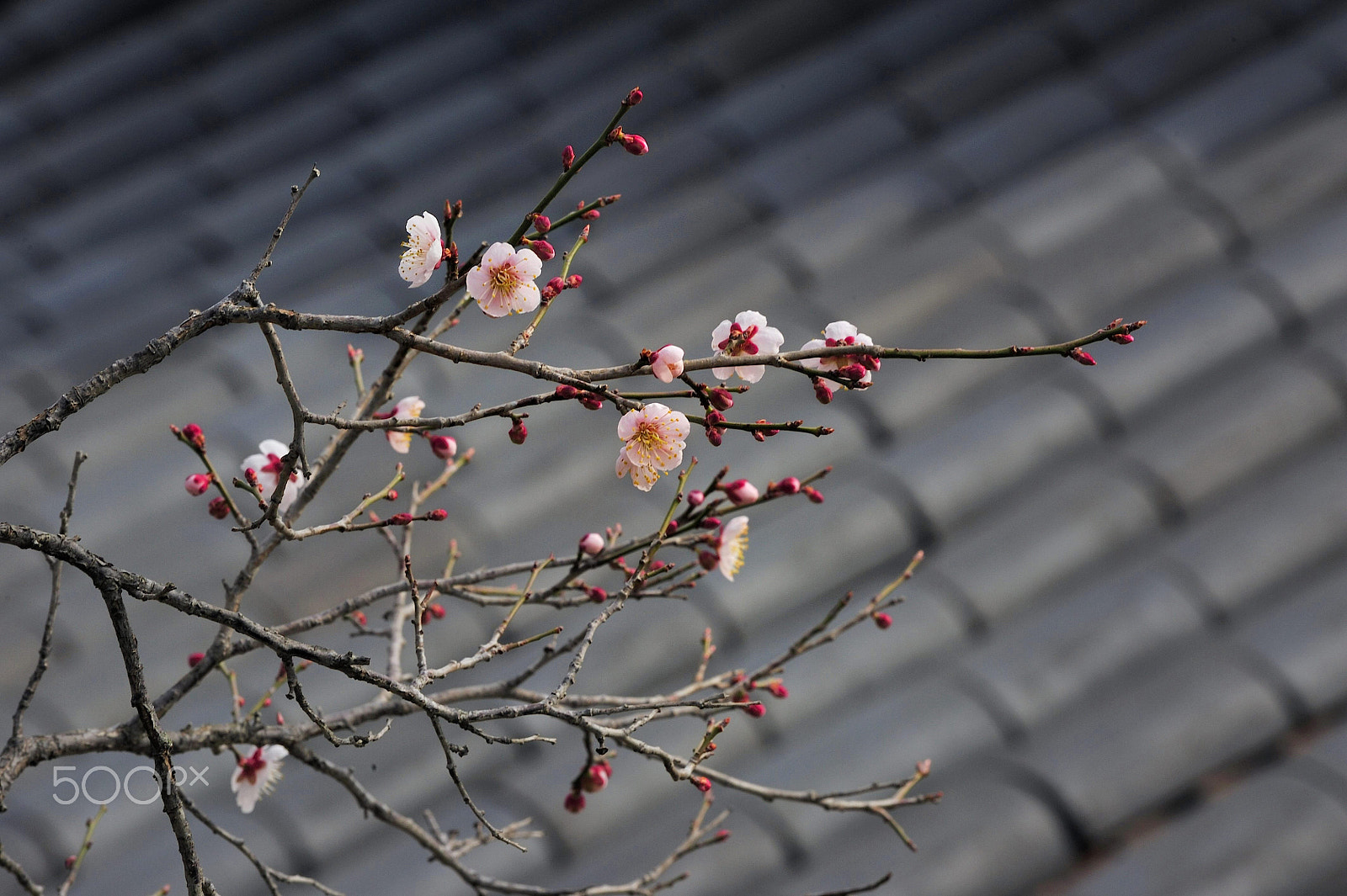 Nikon D700 sample photo. Spring is comming photography