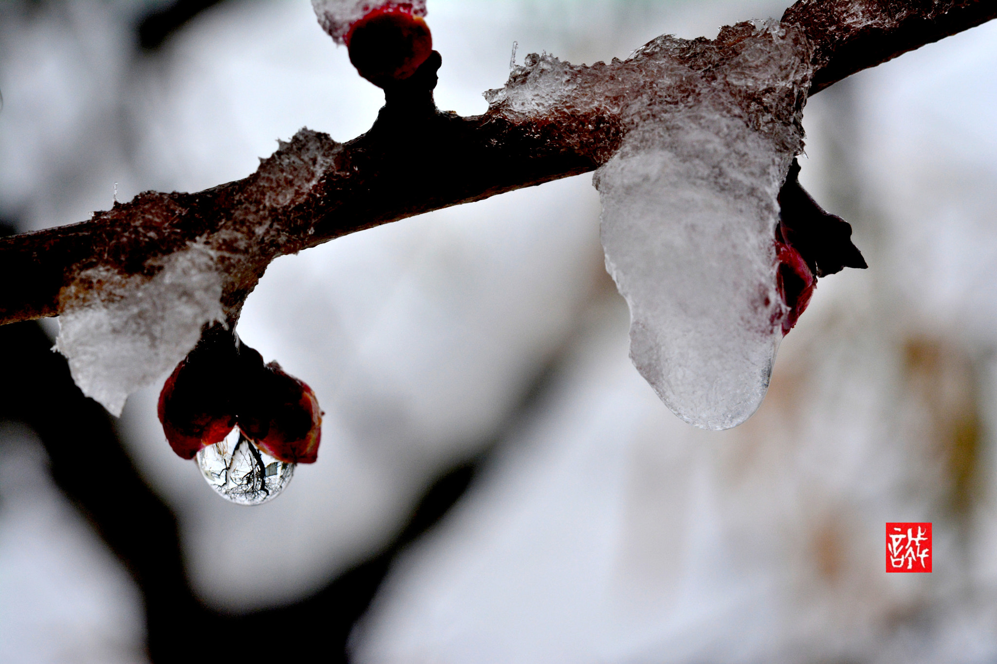 Nikon AF-S Micro-Nikkor 60mm F2.8G ED sample photo. Drop 0208 photography