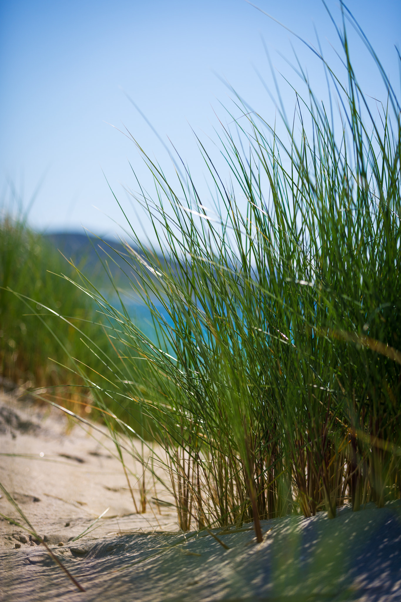 Nikon D3S sample photo. Sunny beach with sand dunes, tall grass and blue sky photography