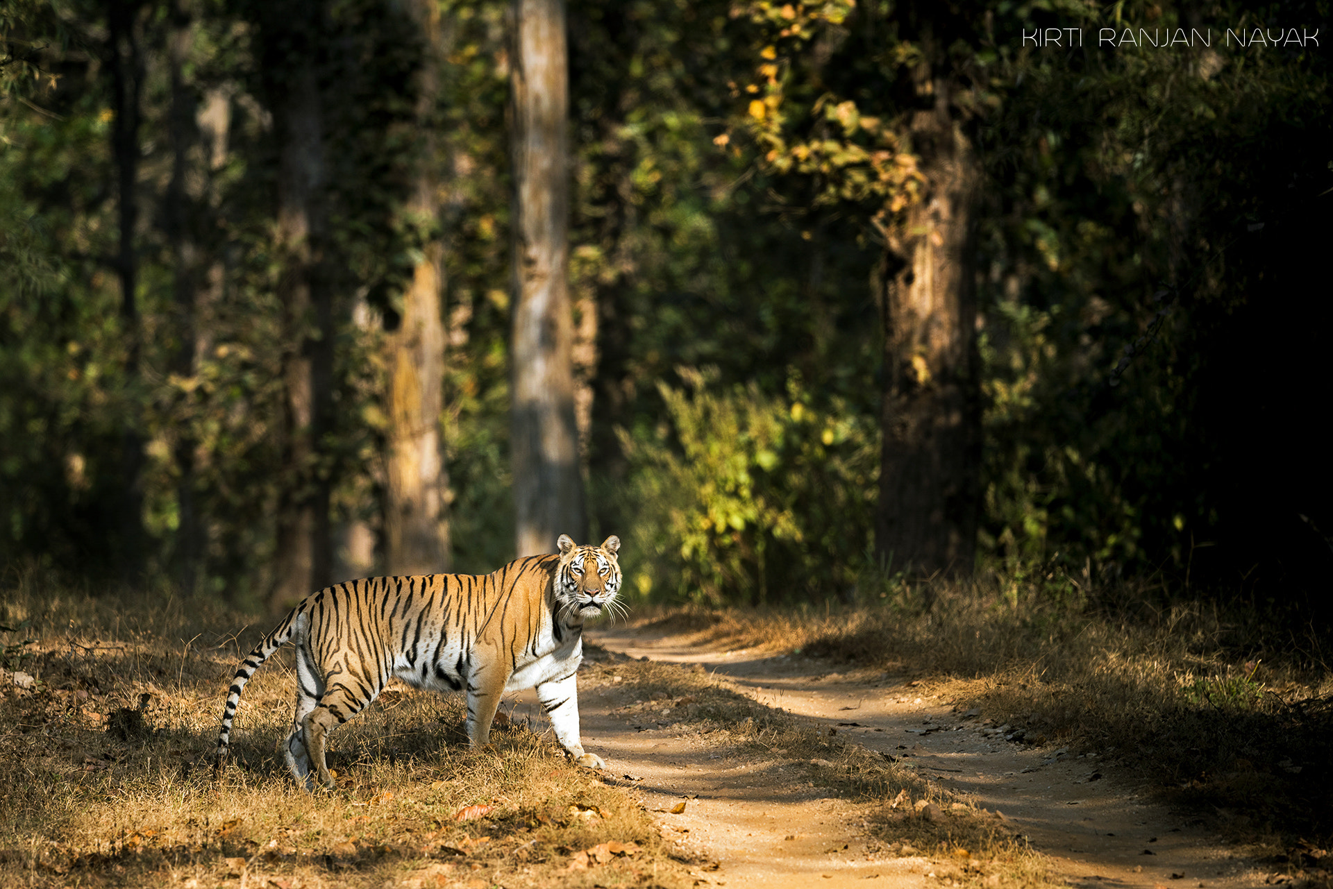 Nikon AF-S Nikkor 500mm F4E FL ED VR sample photo. The peeping tigress. photography