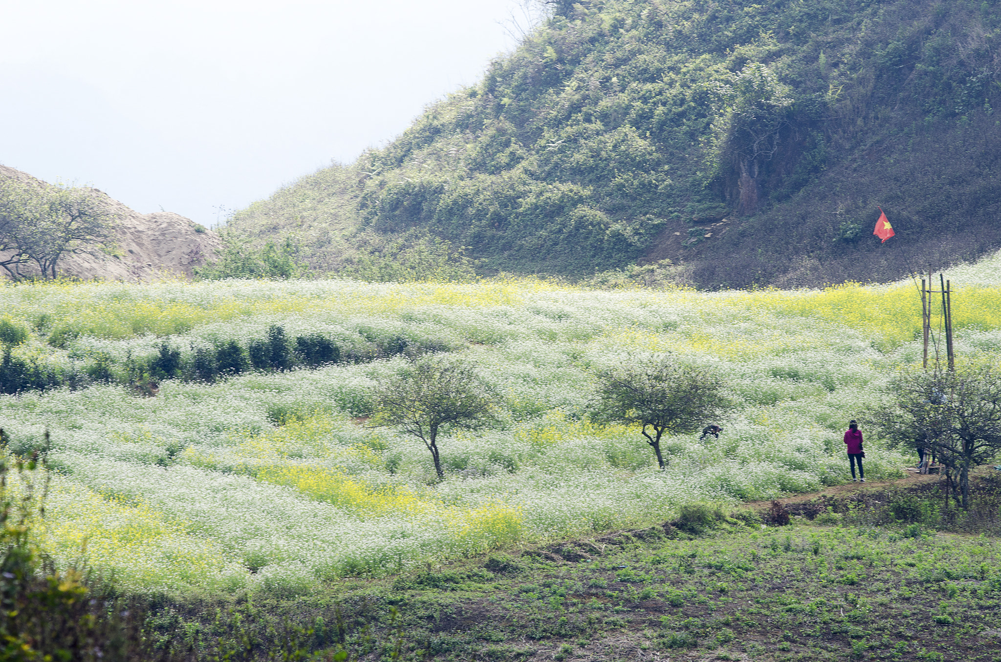 AF-S Zoom-Nikkor 80-200mm f/2.8D IF-ED sample photo. Dsc photography