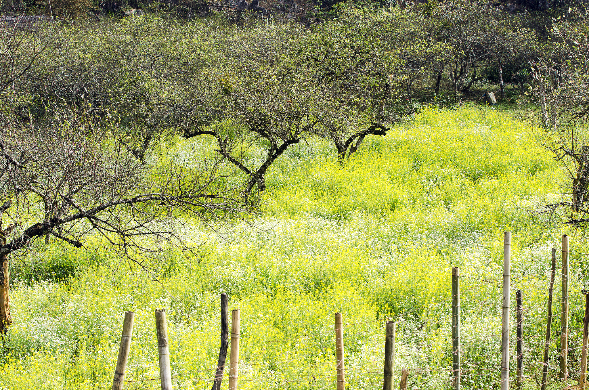 AF-S Zoom-Nikkor 80-200mm f/2.8D IF-ED sample photo. Dsc photography