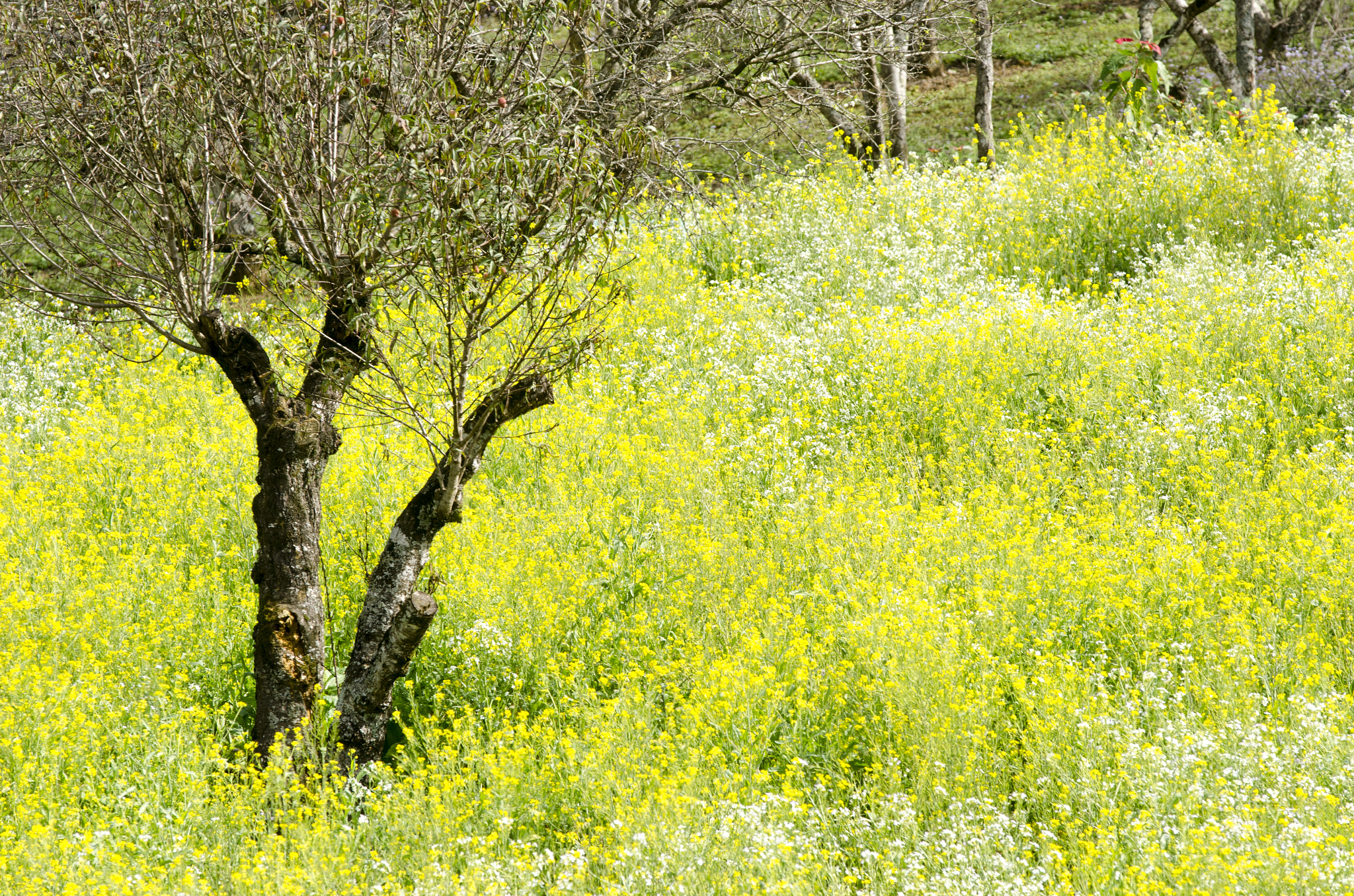AF-S Zoom-Nikkor 80-200mm f/2.8D IF-ED sample photo. Dsc photography