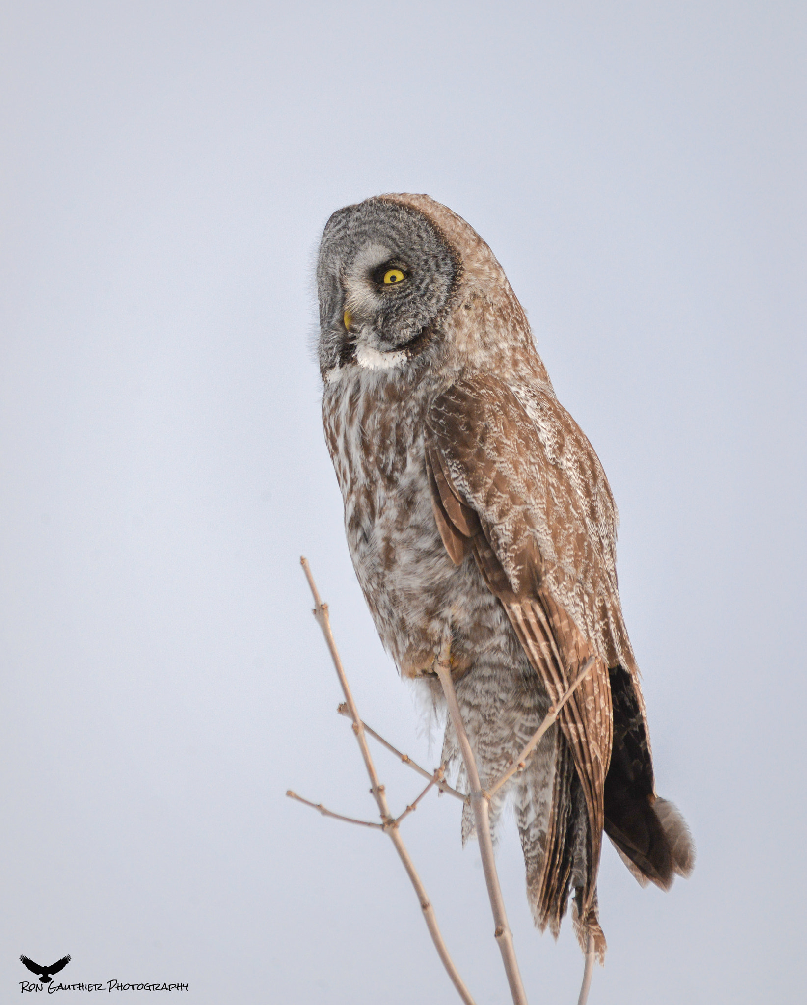 Sigma 150-500mm F5-6.3 DG OS HSM sample photo. Balancing act ! photography