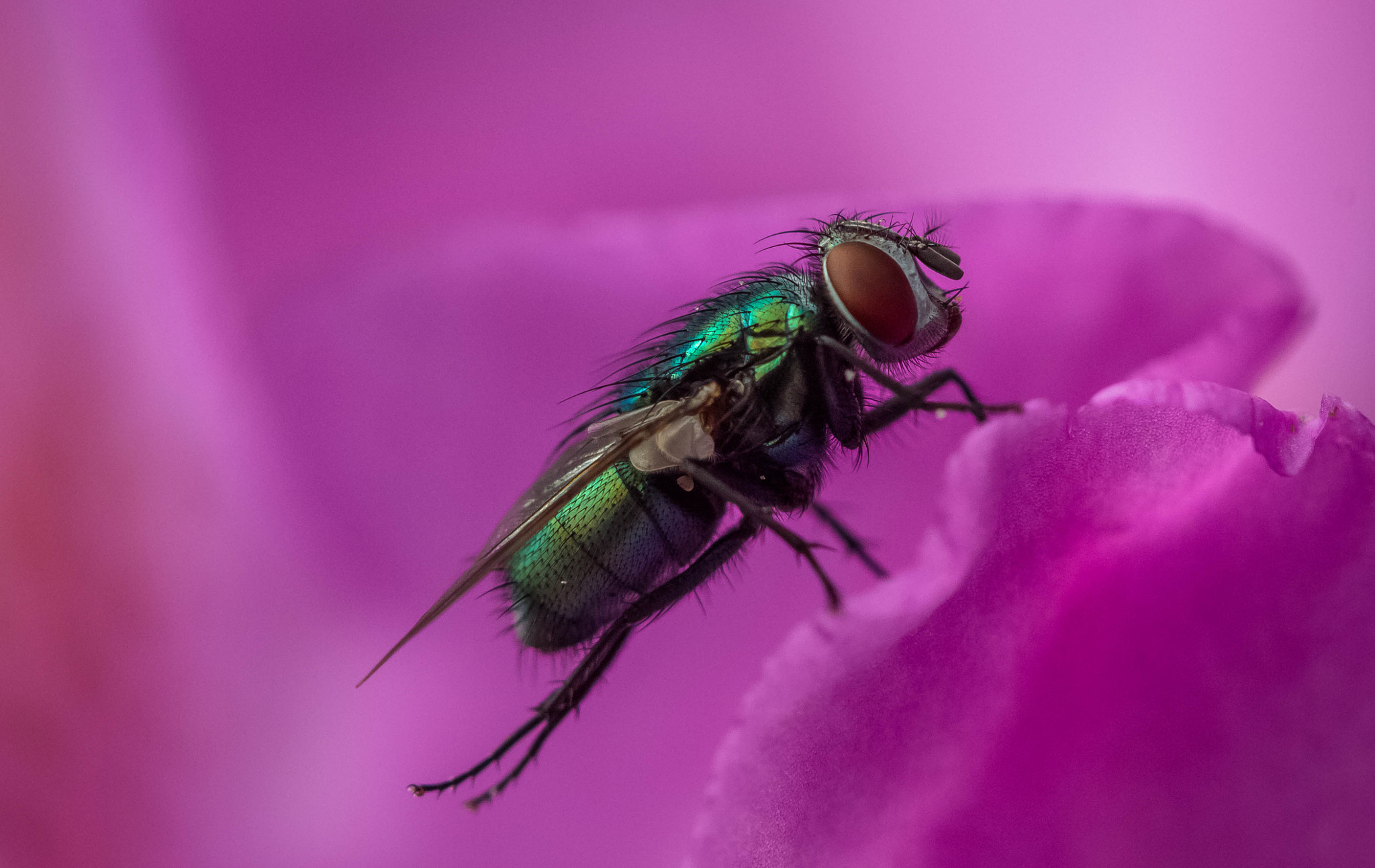 Canon EF 100mm F2.8 Macro USM sample photo. Fly photography
