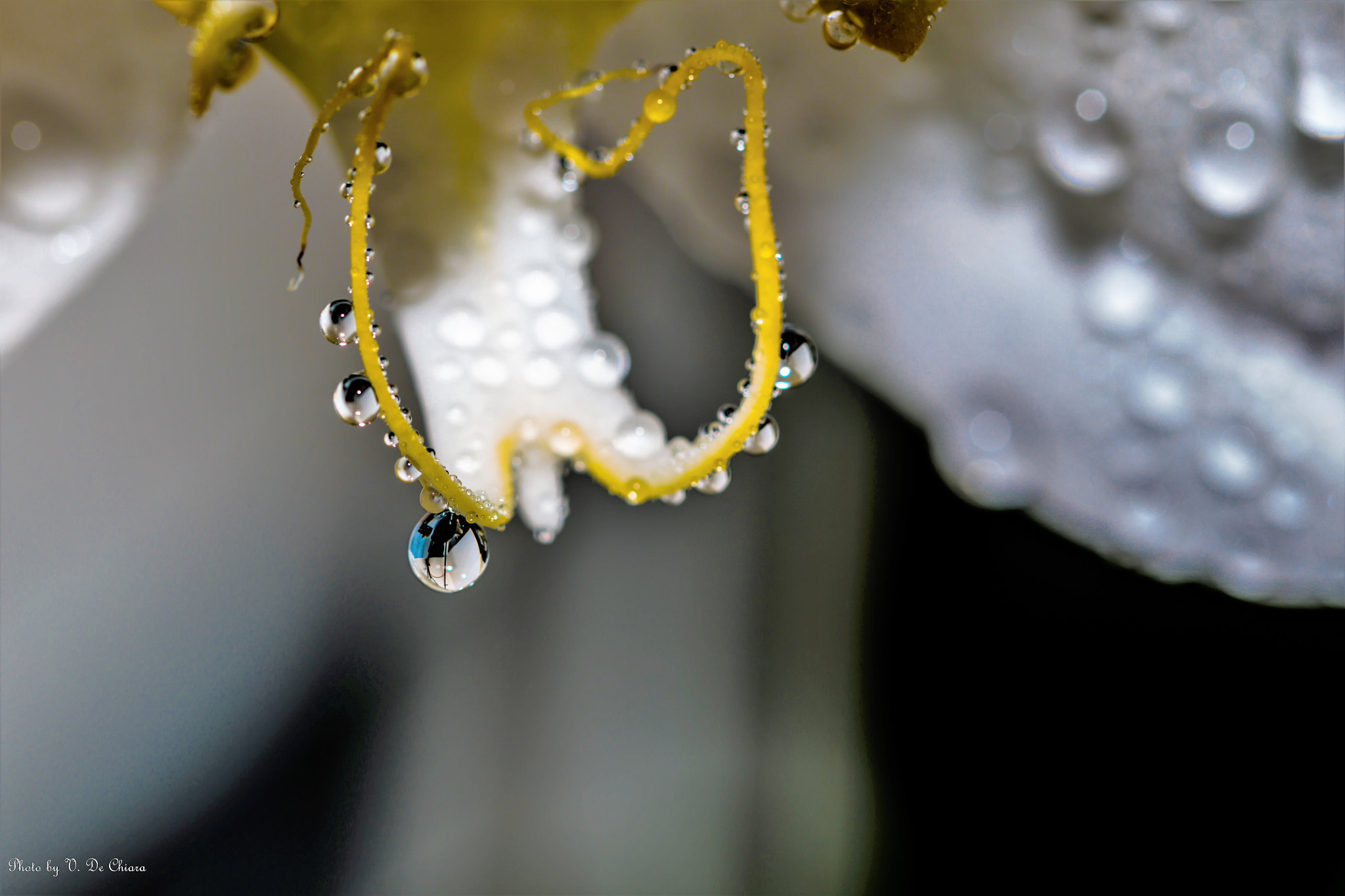 Canon EOS 5DS sample photo. Gialla photography