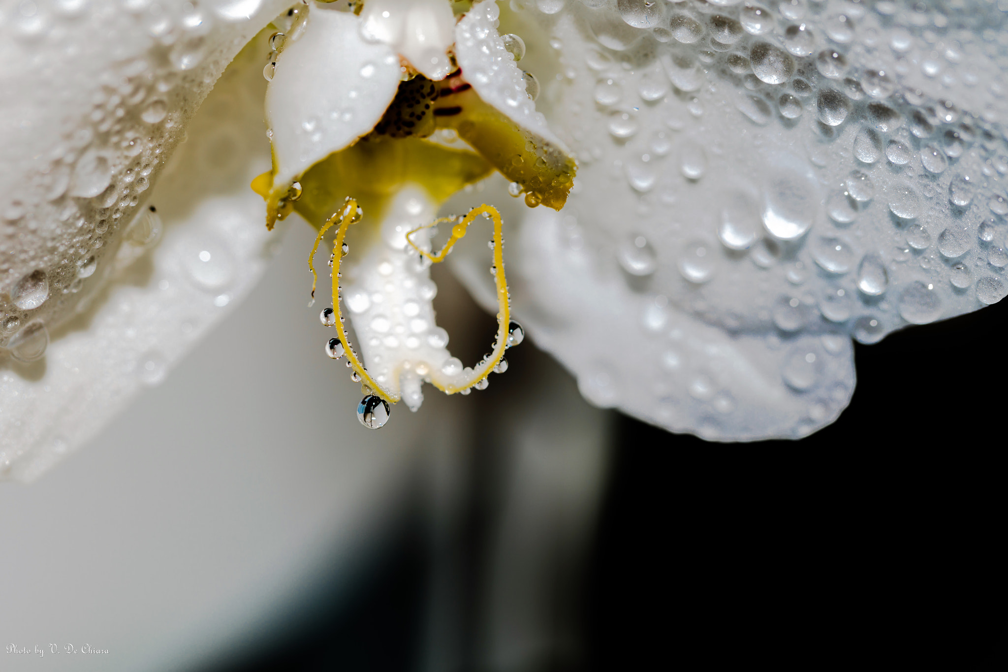 Canon EOS 5DS sample photo. Bianca photography
