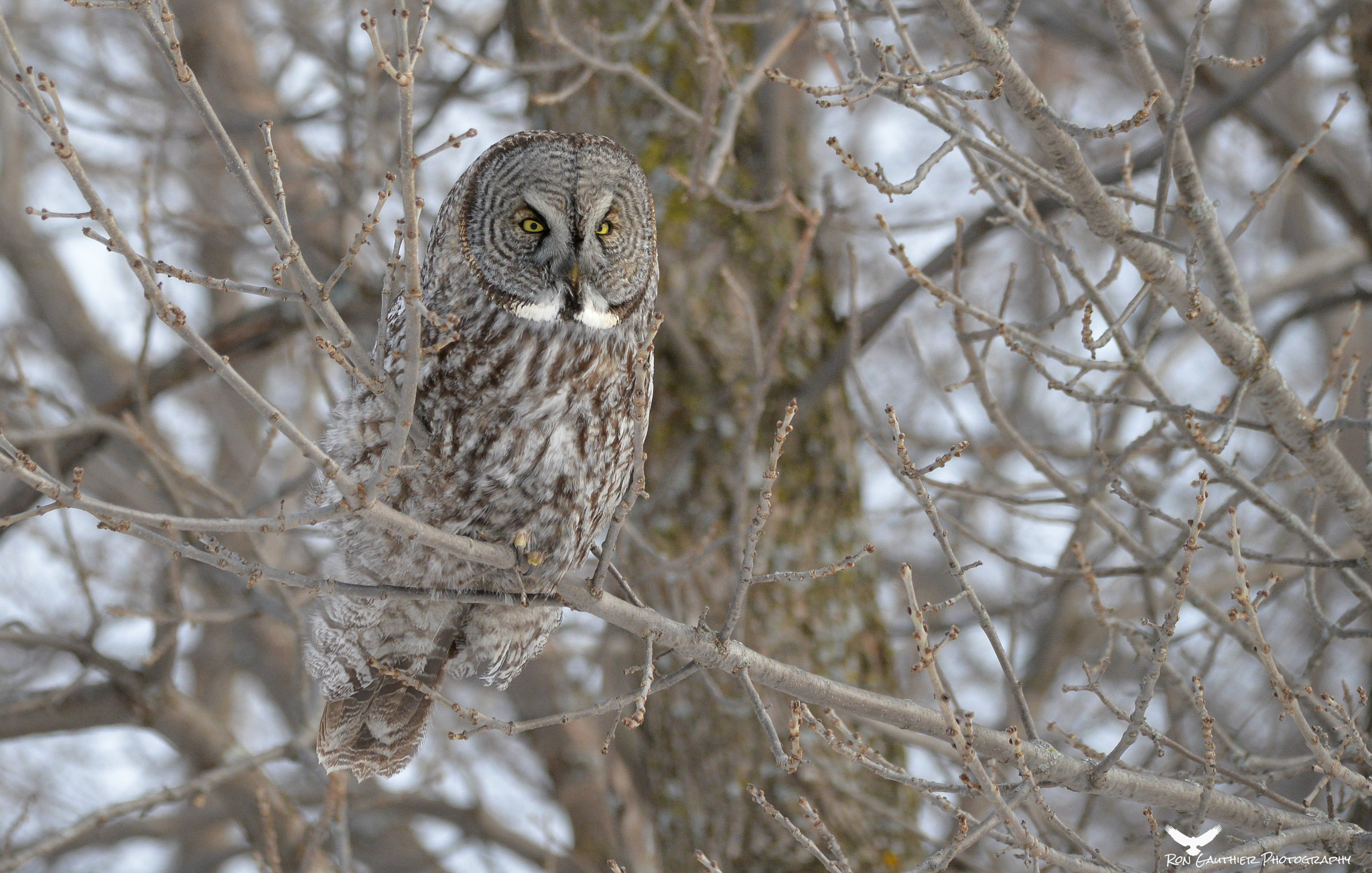 Sigma 150-500mm F5-6.3 DG OS HSM sample photo. If they could talk ! photography