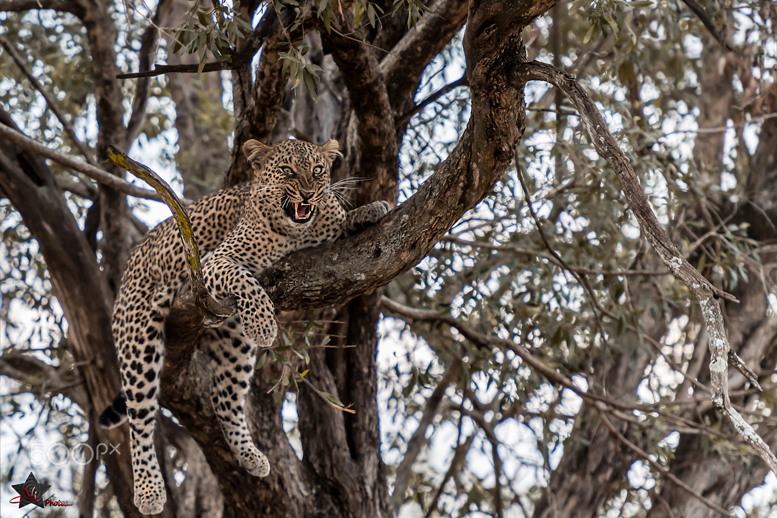 Nikon AF-S Nikkor 70-200mm F2.8G ED VR II sample photo. Leopard on tree photography