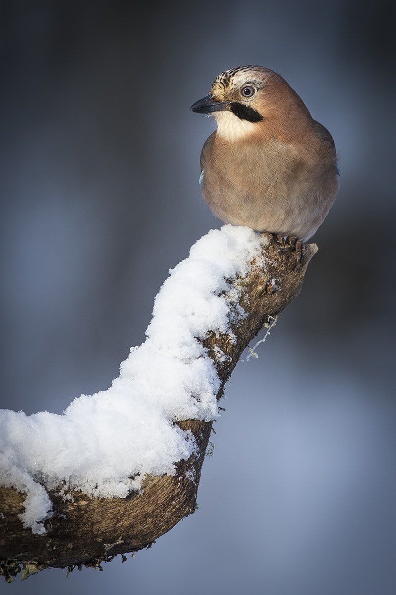 Canon EOS-1D X + Canon EF 500mm F4L IS USM sample photo. Eurasian jay photography