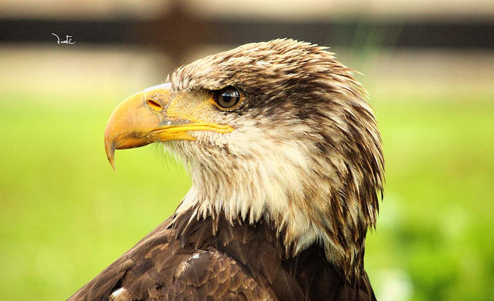 Canon EF-S 55-250mm F4-5.6 IS sample photo. Pio photography