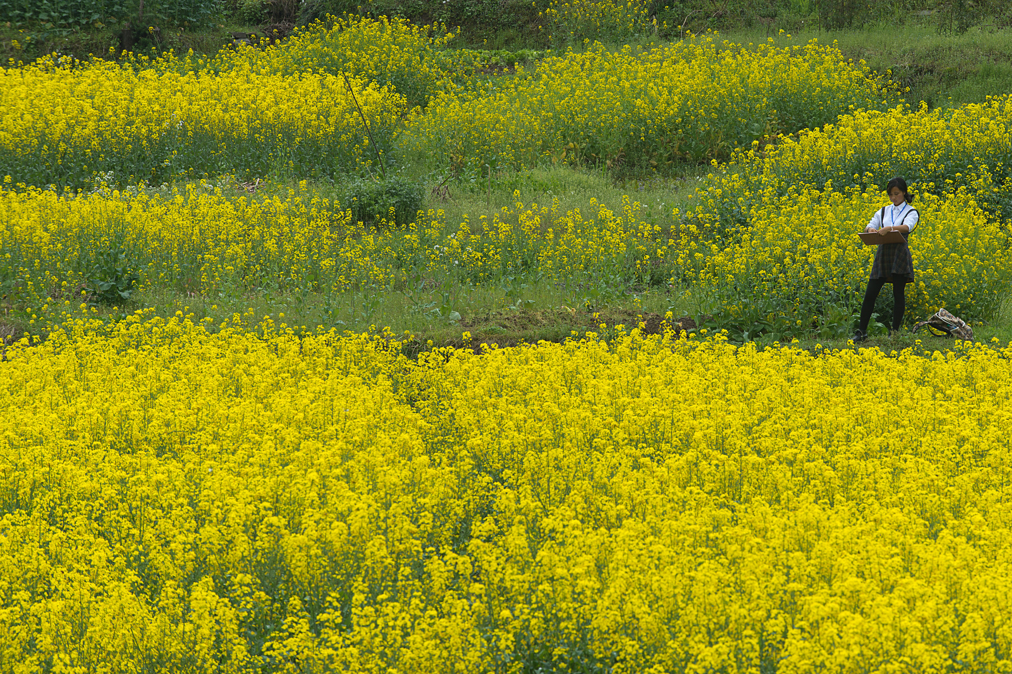 AF-S Zoom-Nikkor 80-200mm f/2.8D IF-ED sample photo. Rapeseed field photography