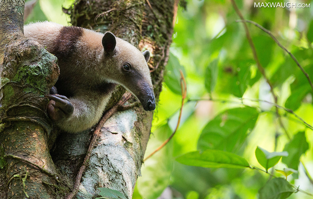 Canon EOS-1D X + Canon EF 500mm F4L IS II USM sample photo. Tamandua photography