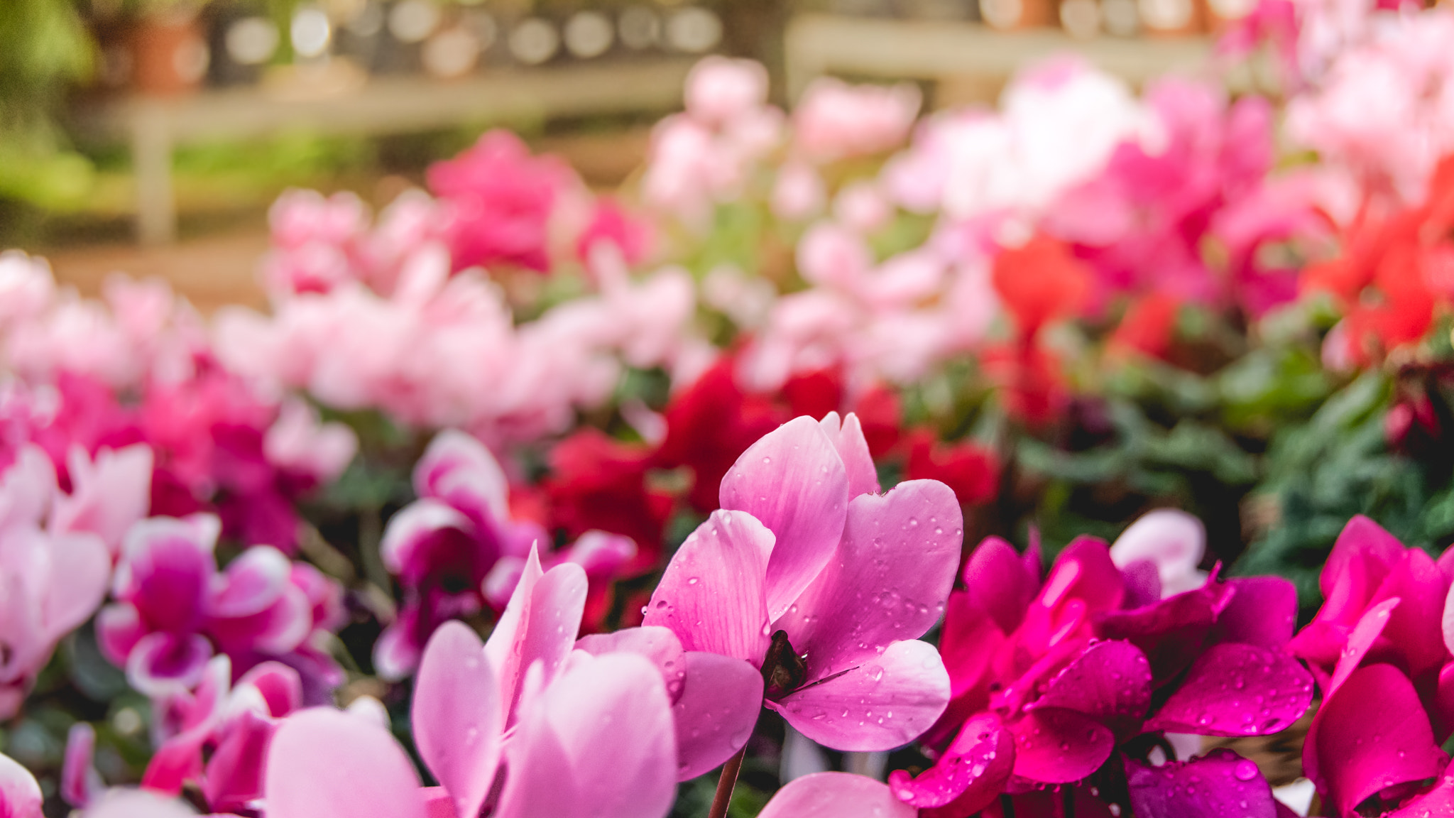Nikon D5500 sample photo. Fading like a flower photography