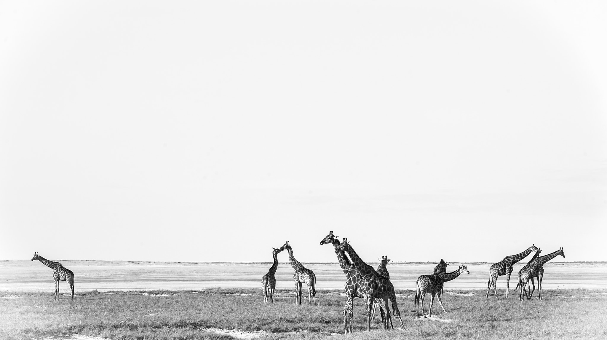 Nikon D700 sample photo. Giraffe in etosha park namibia photography
