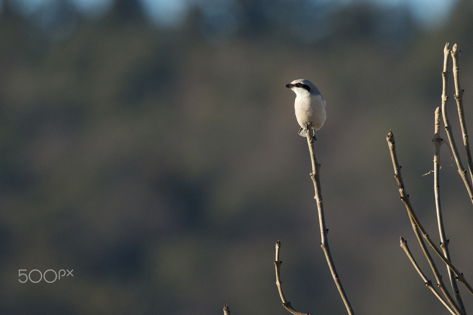 150-600mm F5-6.3 DG OS HSM | Contemporary 015 sample photo. Great grey shrike photography