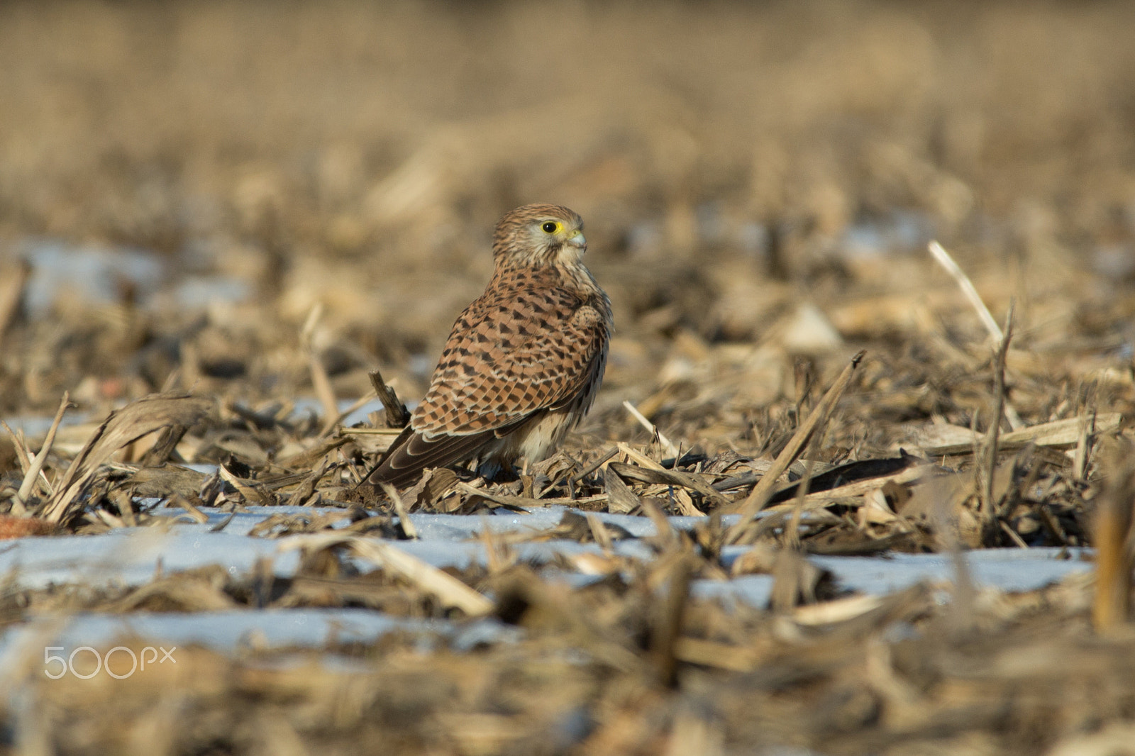 150-600mm F5-6.3 DG OS HSM | Contemporary 015 sample photo. Common kestrel photography