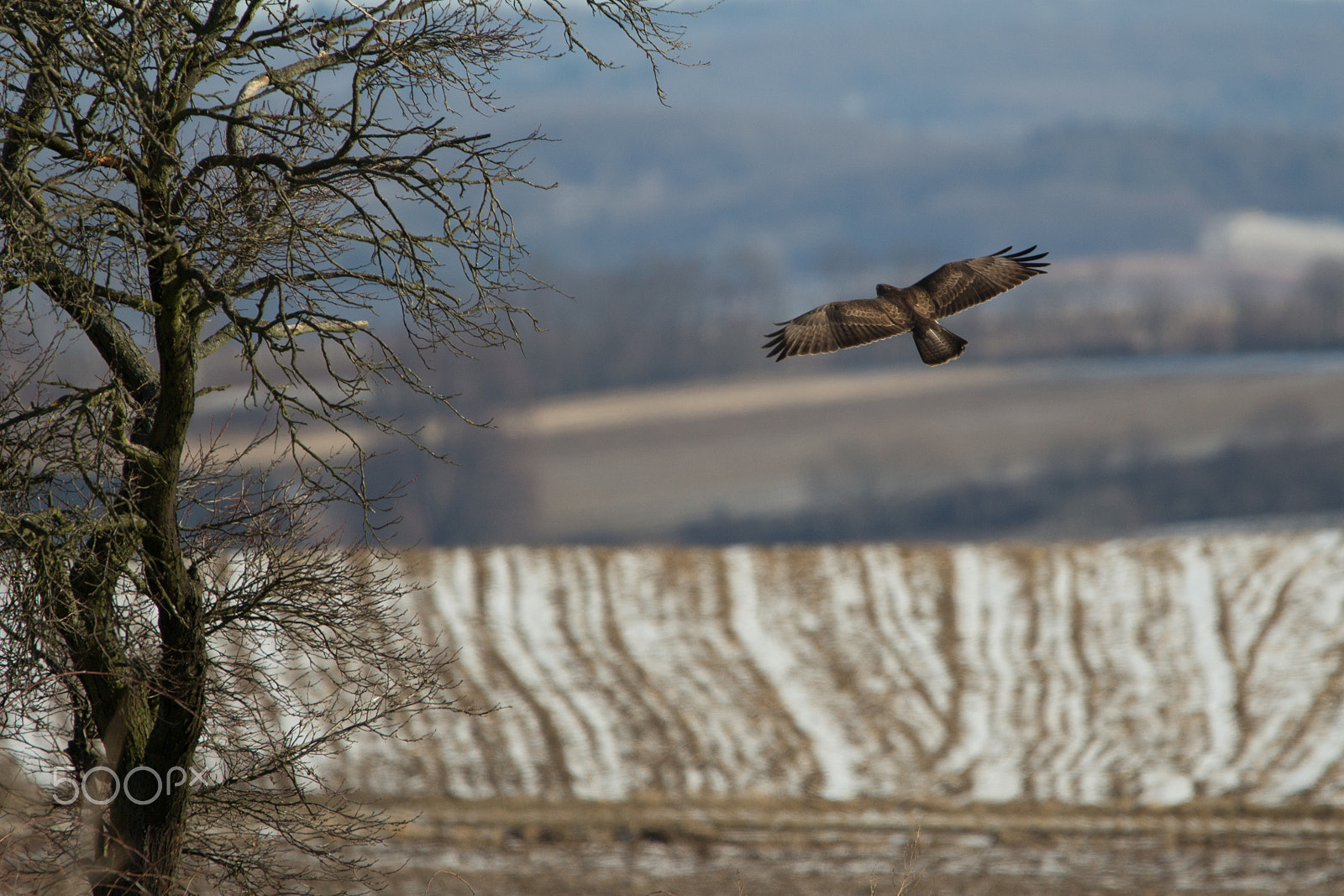 150-600mm F5-6.3 DG OS HSM | Contemporary 015 sample photo. Common buzzard photography