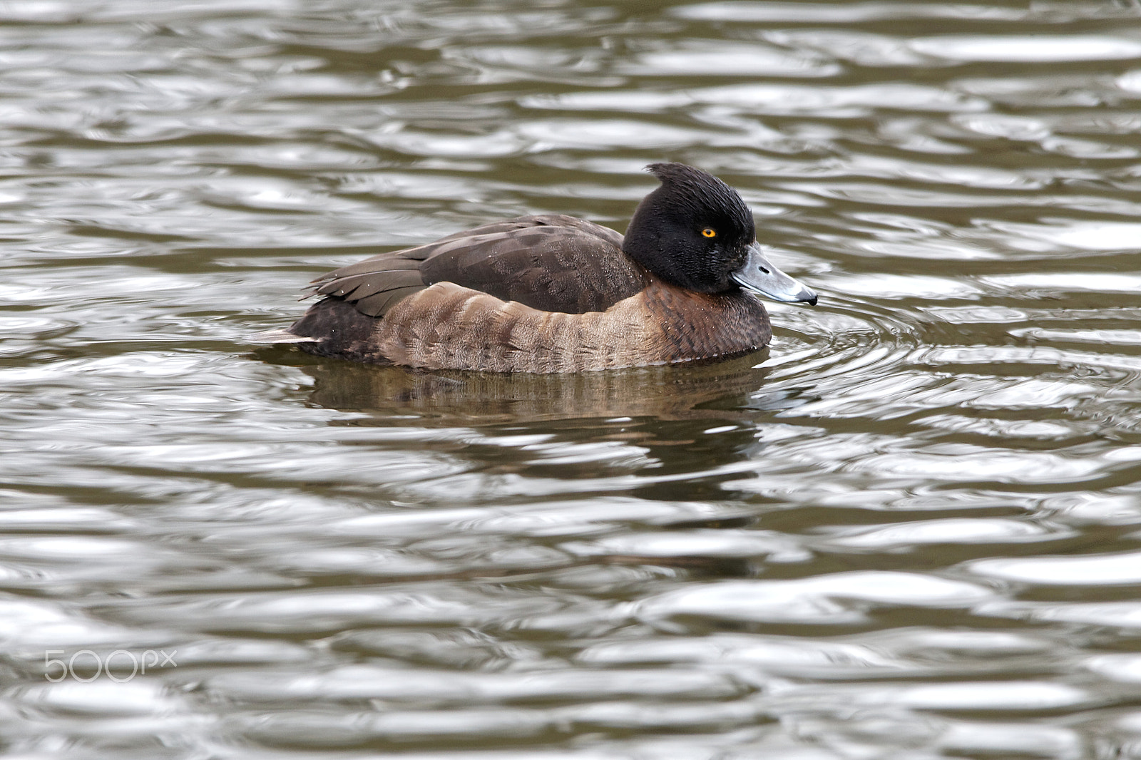 Canon EOS-1D Mark III + Sigma 150-500mm F5-6.3 DG OS HSM sample photo. Tufted duck female photography