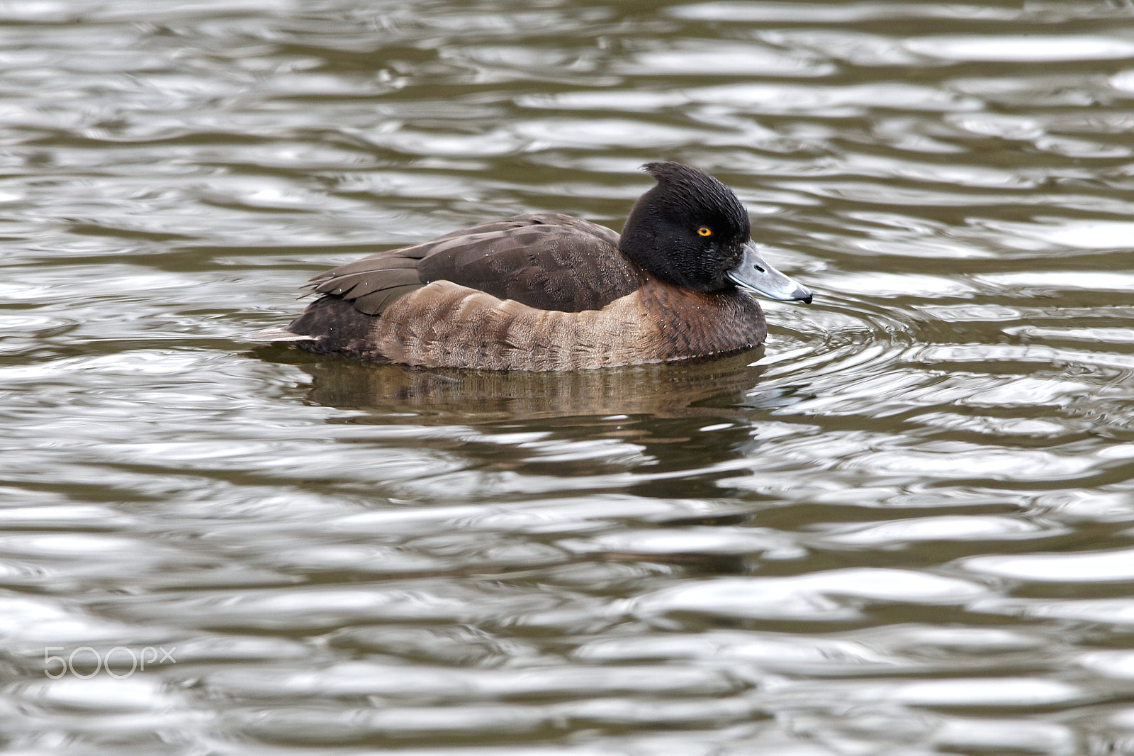 Canon EOS-1D Mark III sample photo. Tufted duck female photography