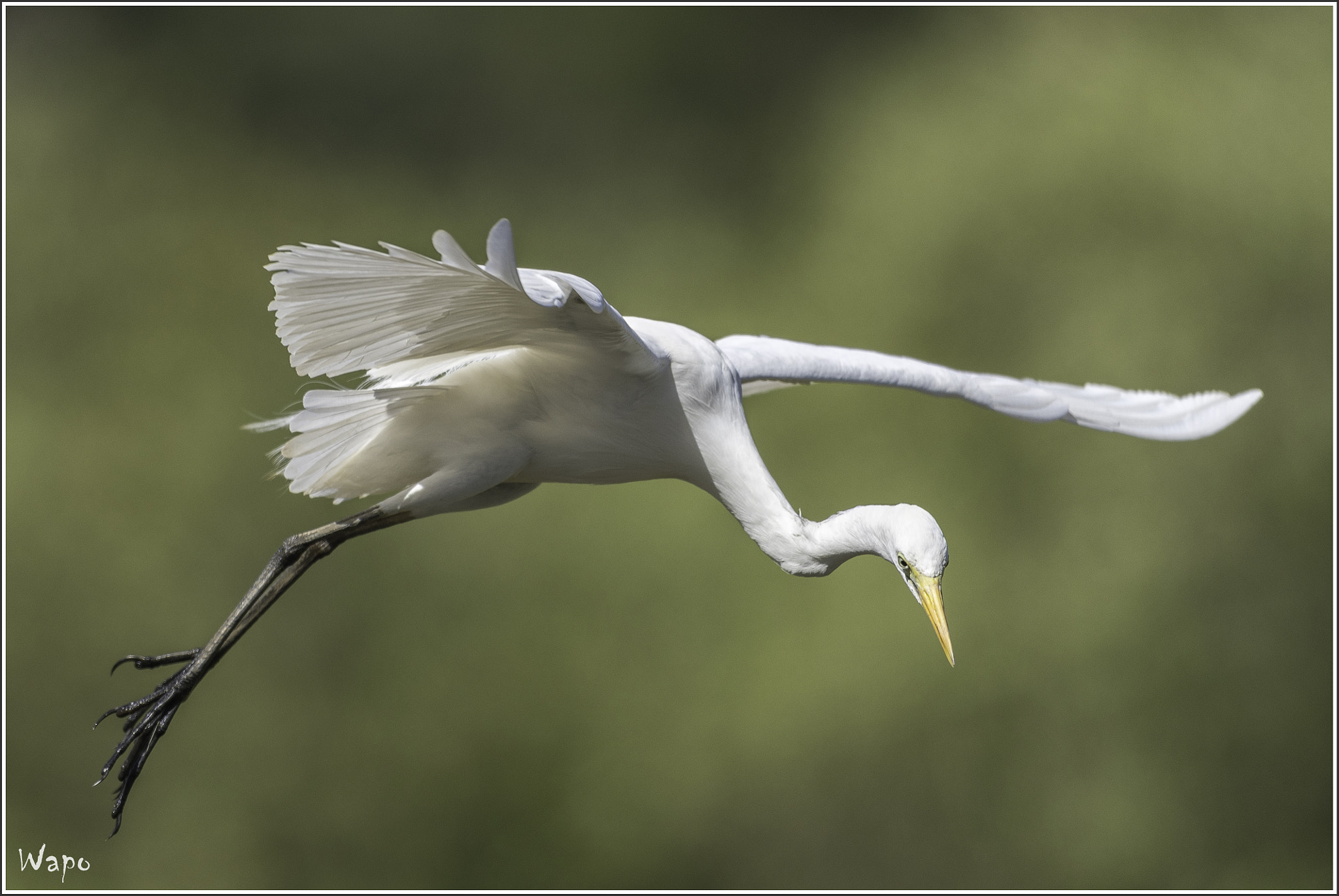 Nikon AF-S Nikkor 500mm F4E FL ED VR sample photo. Great white egret photography