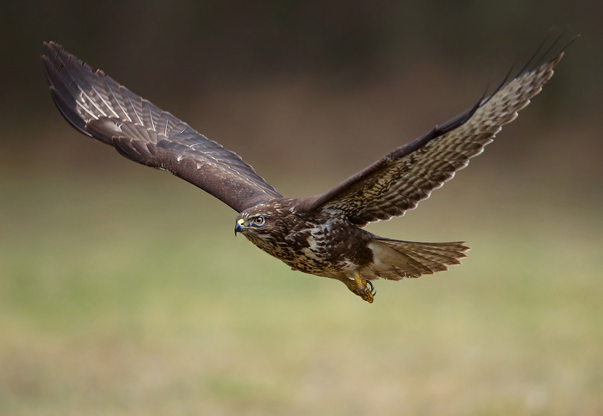 Canon EF 400mm F2.8L IS II USM sample photo. Buteo photography
