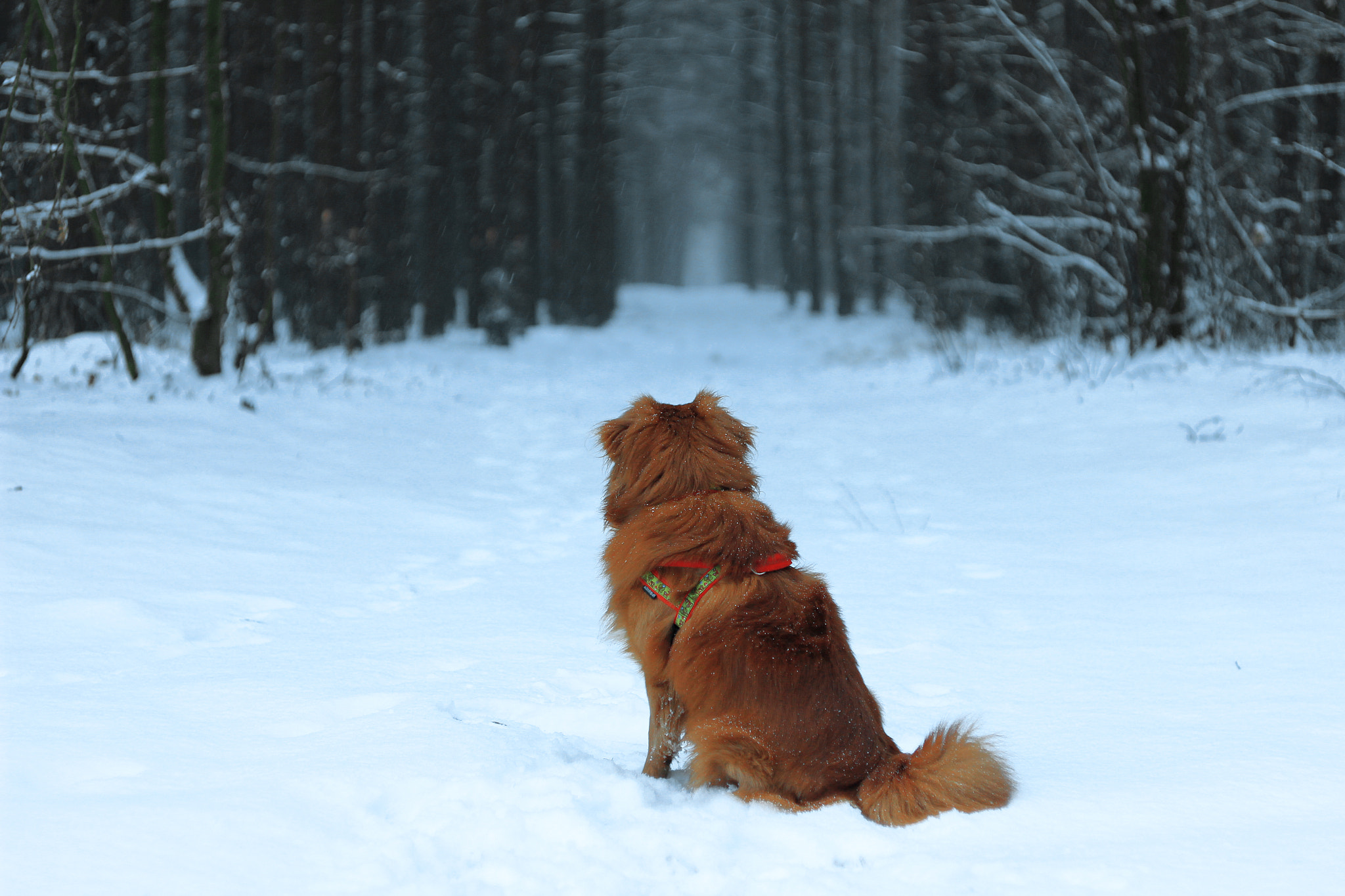 Canon EF 35-80mm f/4-5.6 sample photo. Zapatrzony photography
